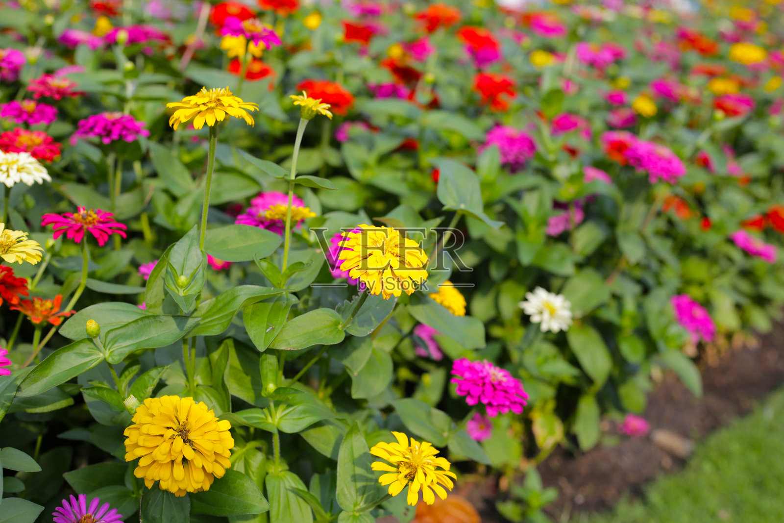 五彩缤纷的百日草盛开着照片摄影图片