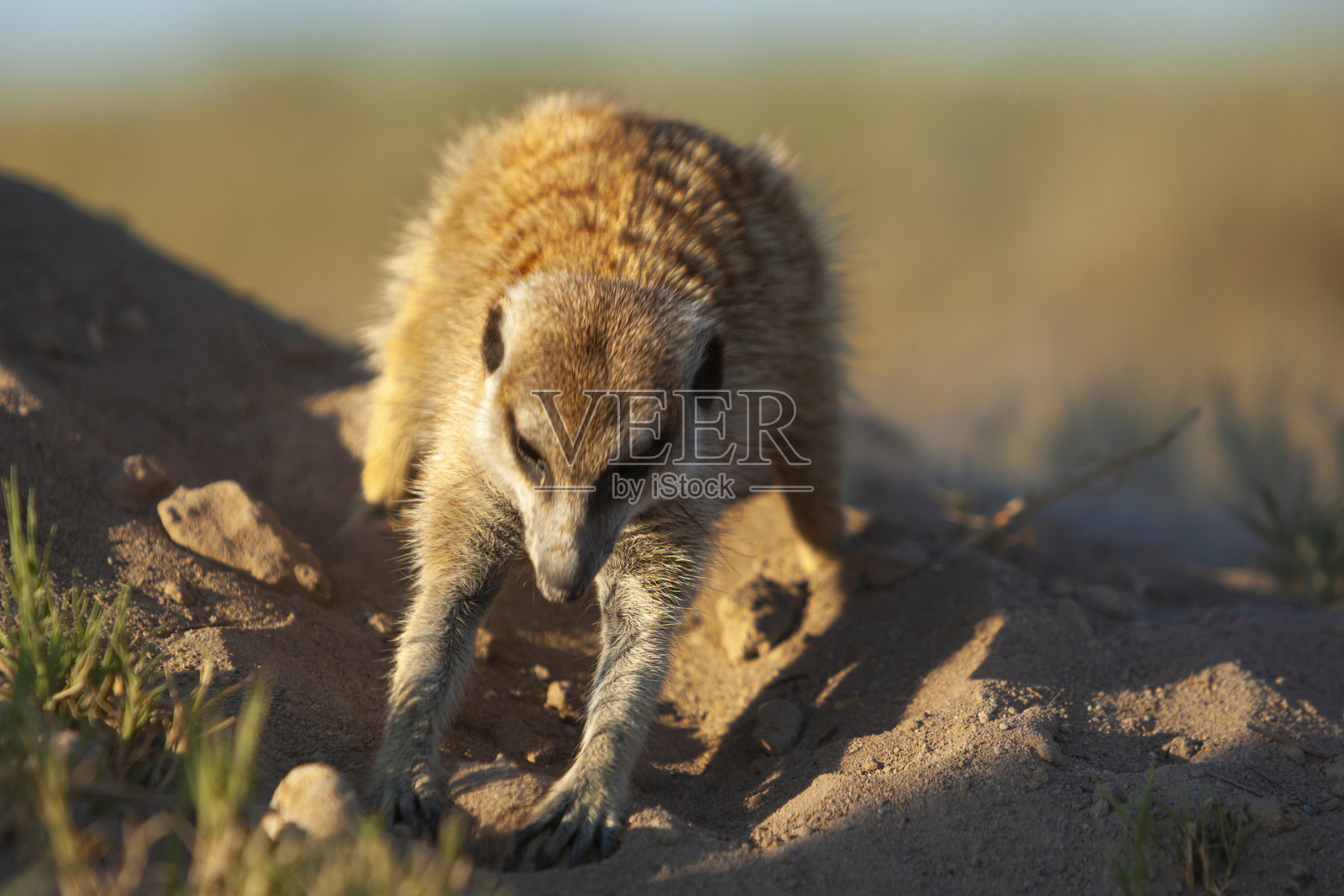 土豚或狐獴（Suricata suricatta）在博茨瓦纳的马卡迪卡迪盐沼中挖沙。照片摄影图片