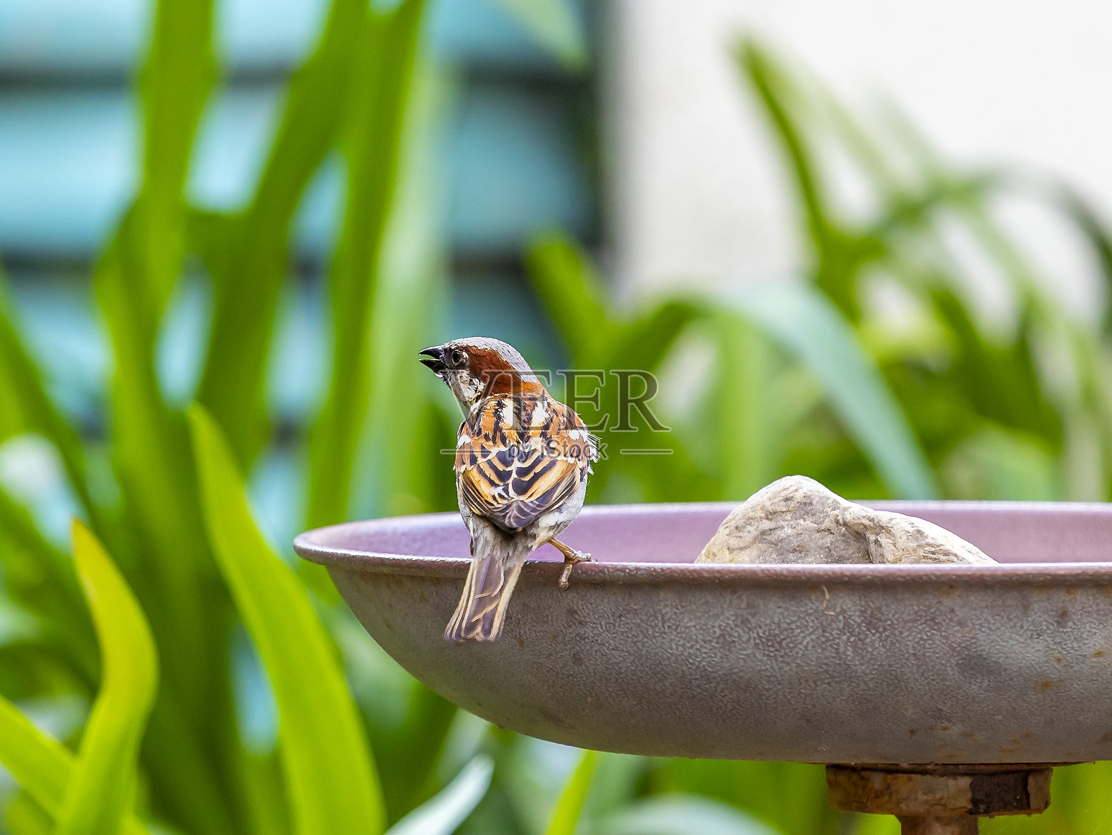雄性家麻雀在花园的鸟浴中喝水照片摄影图片
