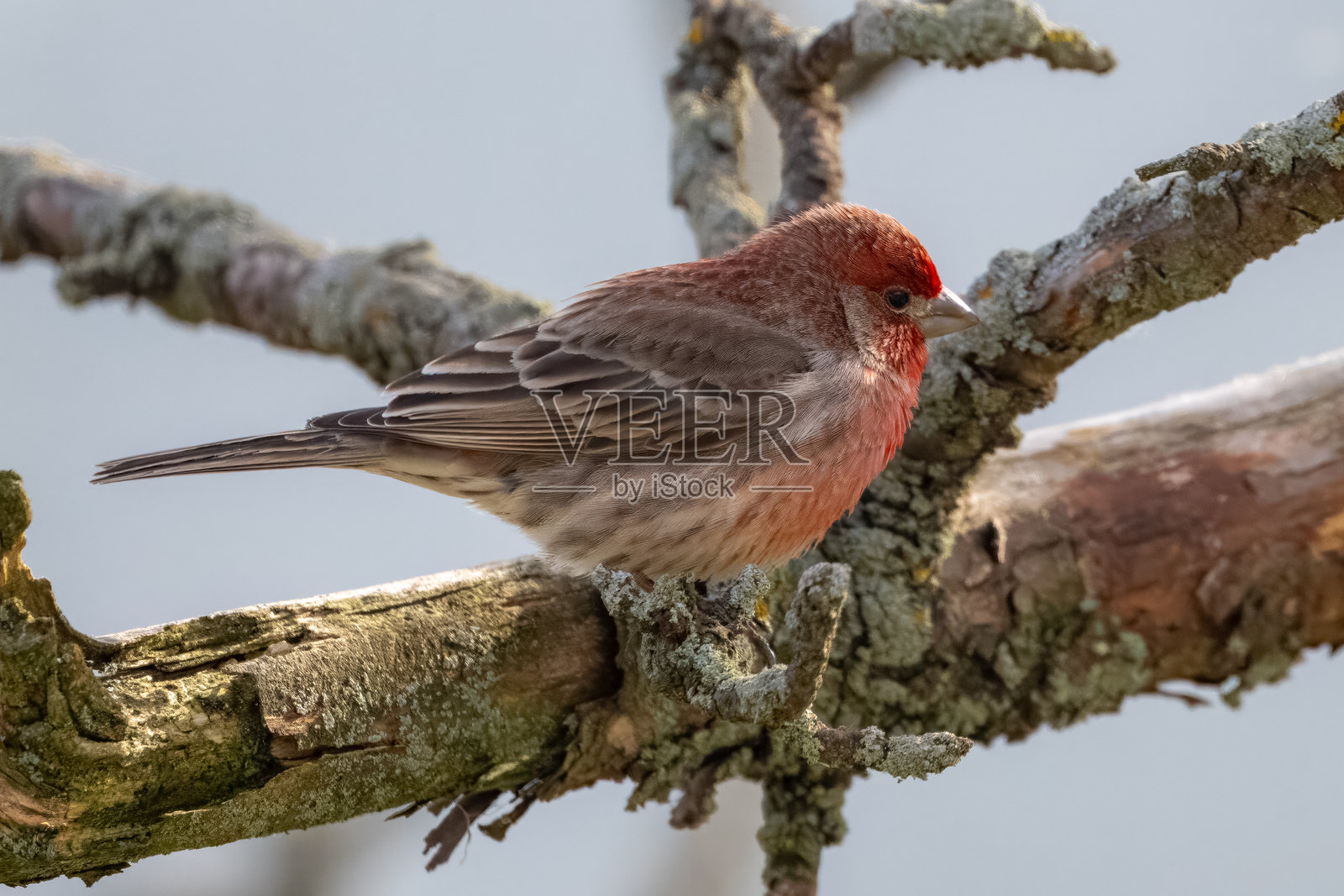 雀鸟特写照片摄影图片
