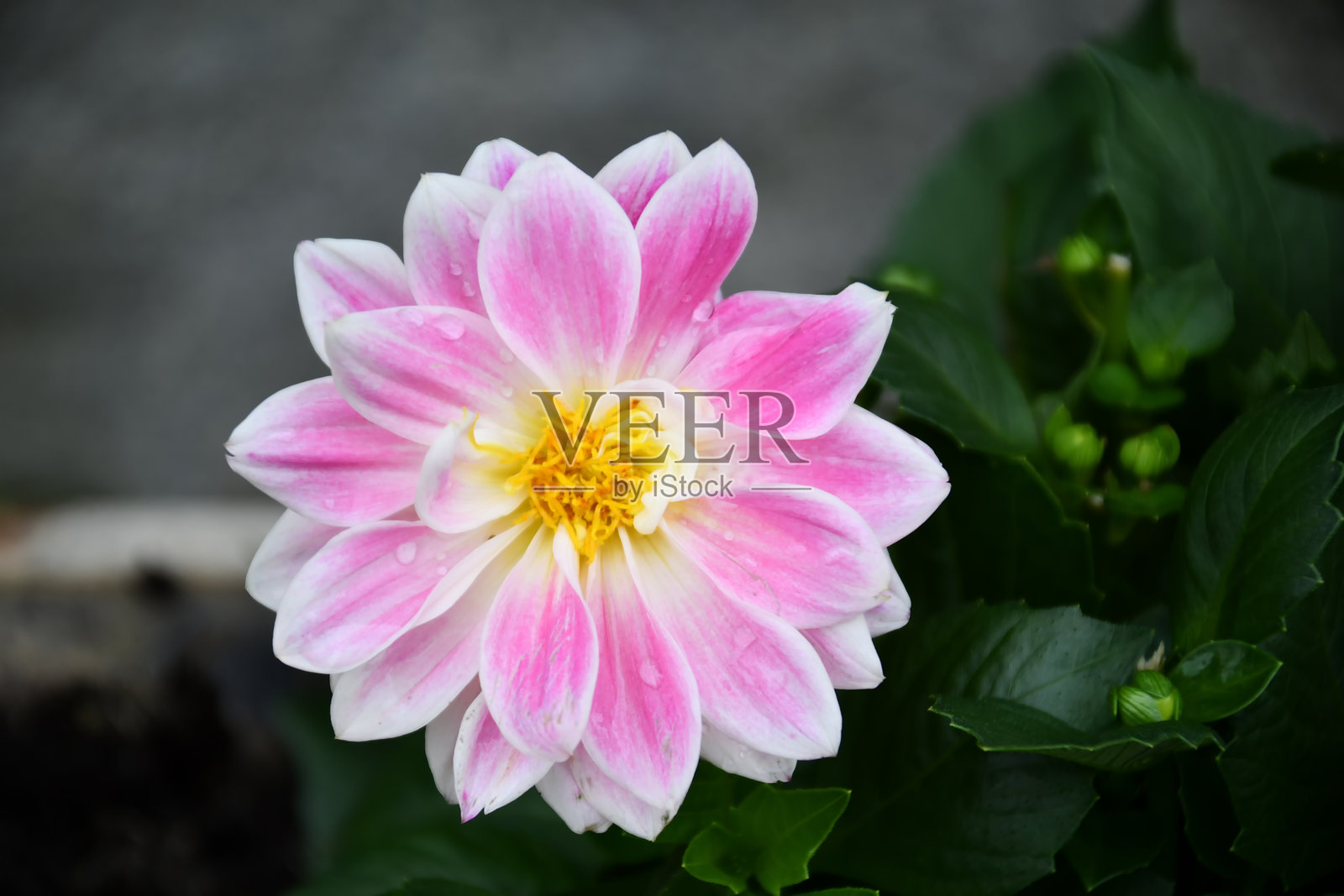 大丽花照片摄影图片