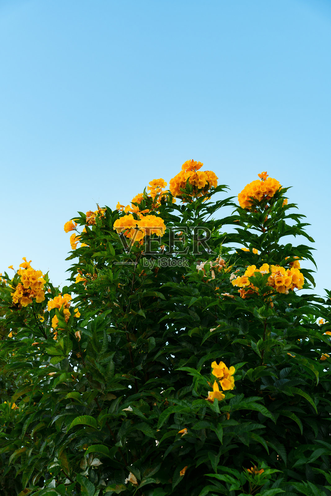 明亮的黄色花朵在晴朗的蓝天映衬下绽放，形成一个生机勃勃的花园景观。照片摄影图片