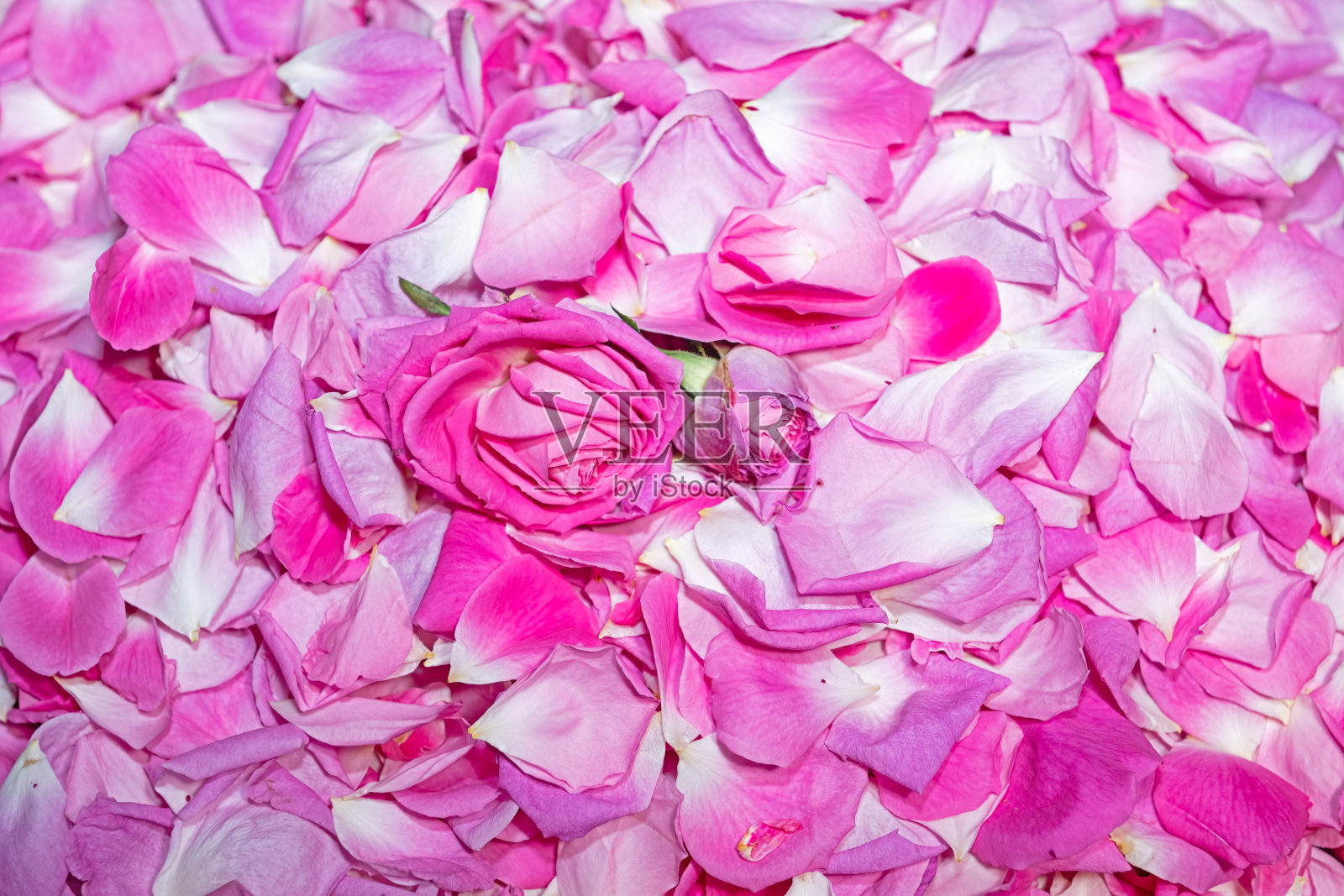 适合背景的粉色玫瑰花瓣和花蕾堆积在一起。照片摄影图片