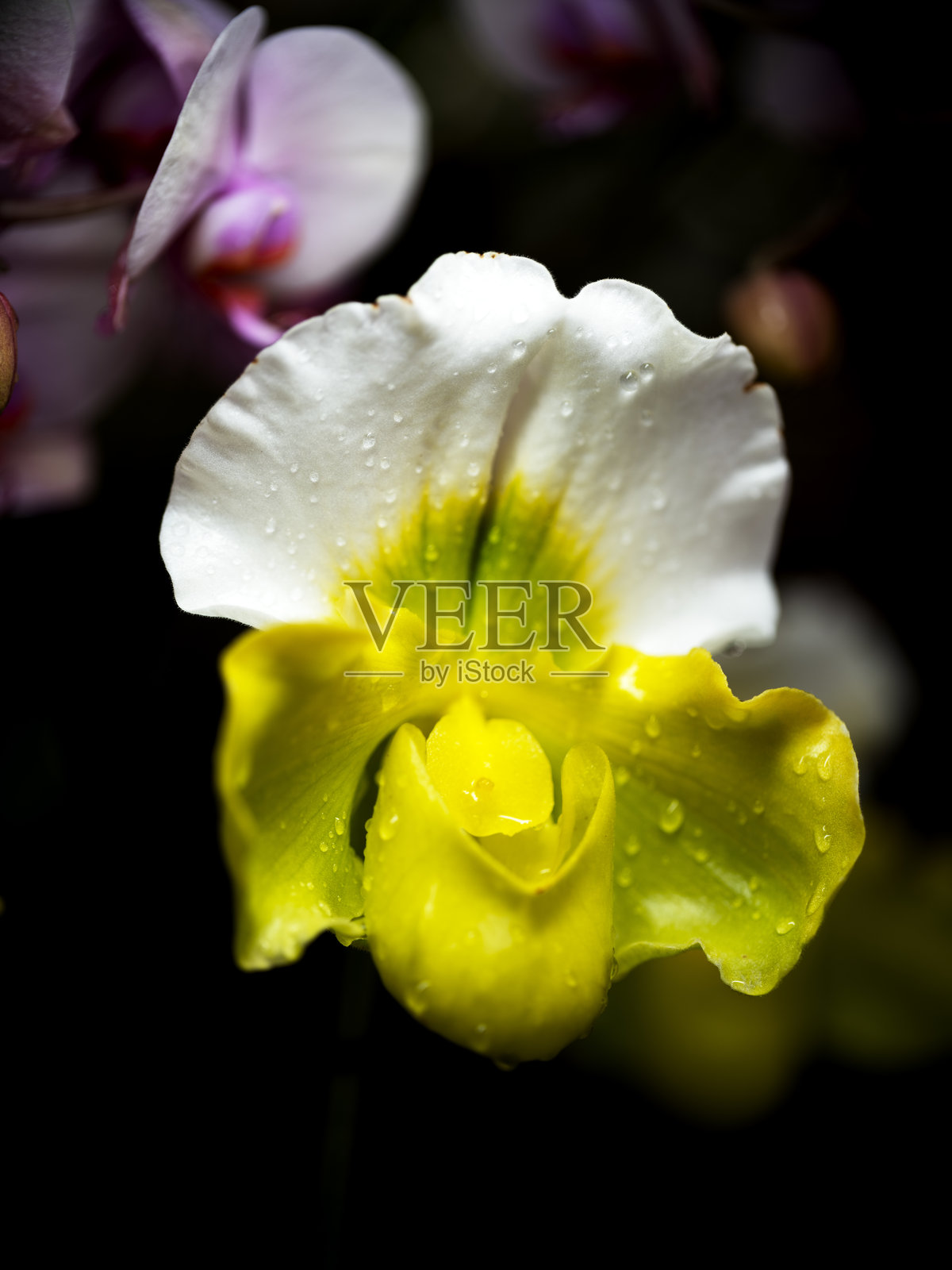 美丽的黄白色兰花在花园环境中带有水珠照片摄影图片