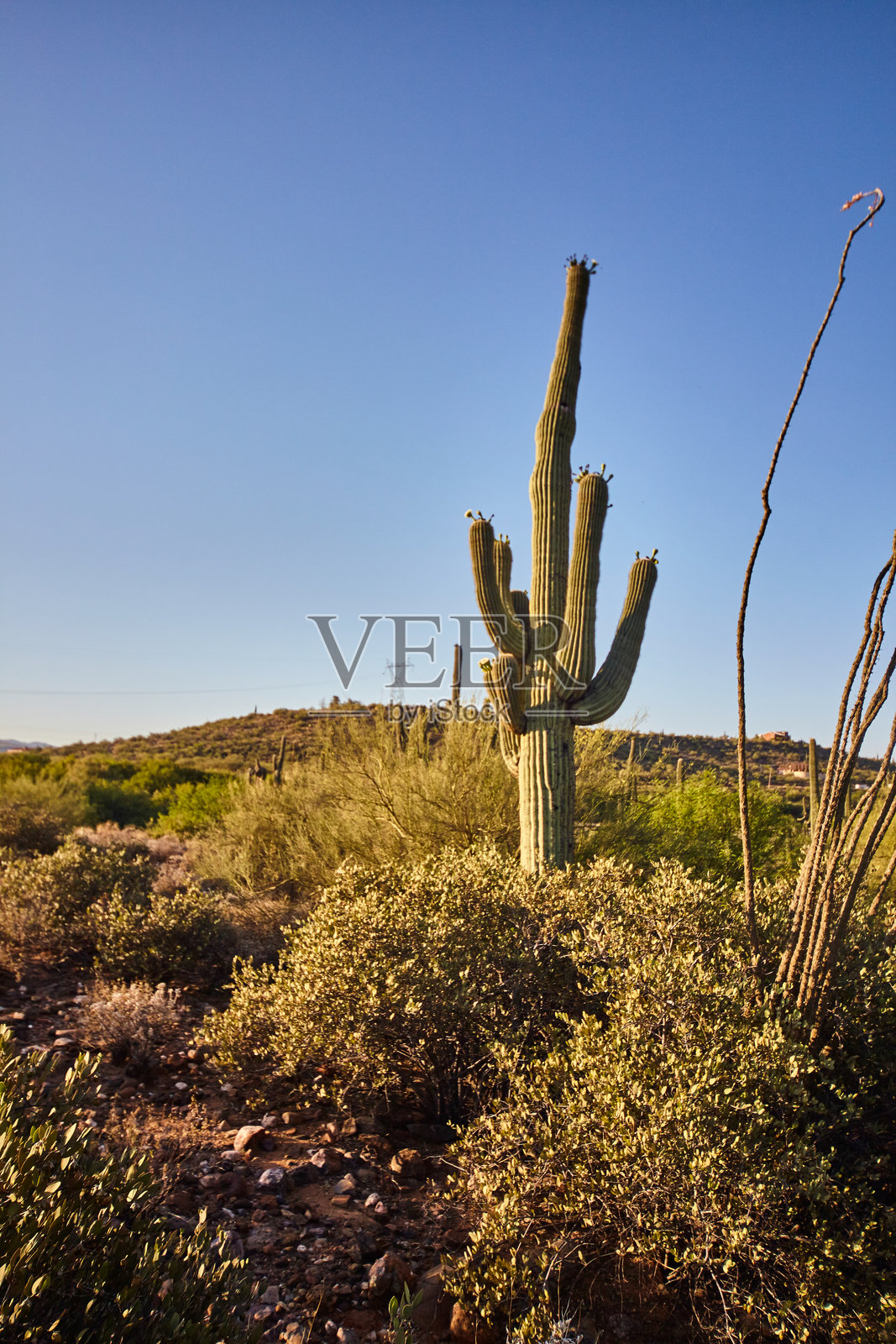 亚利桑那沙漠中的巨型仙人掌与起伏的丘陵照片摄影图片