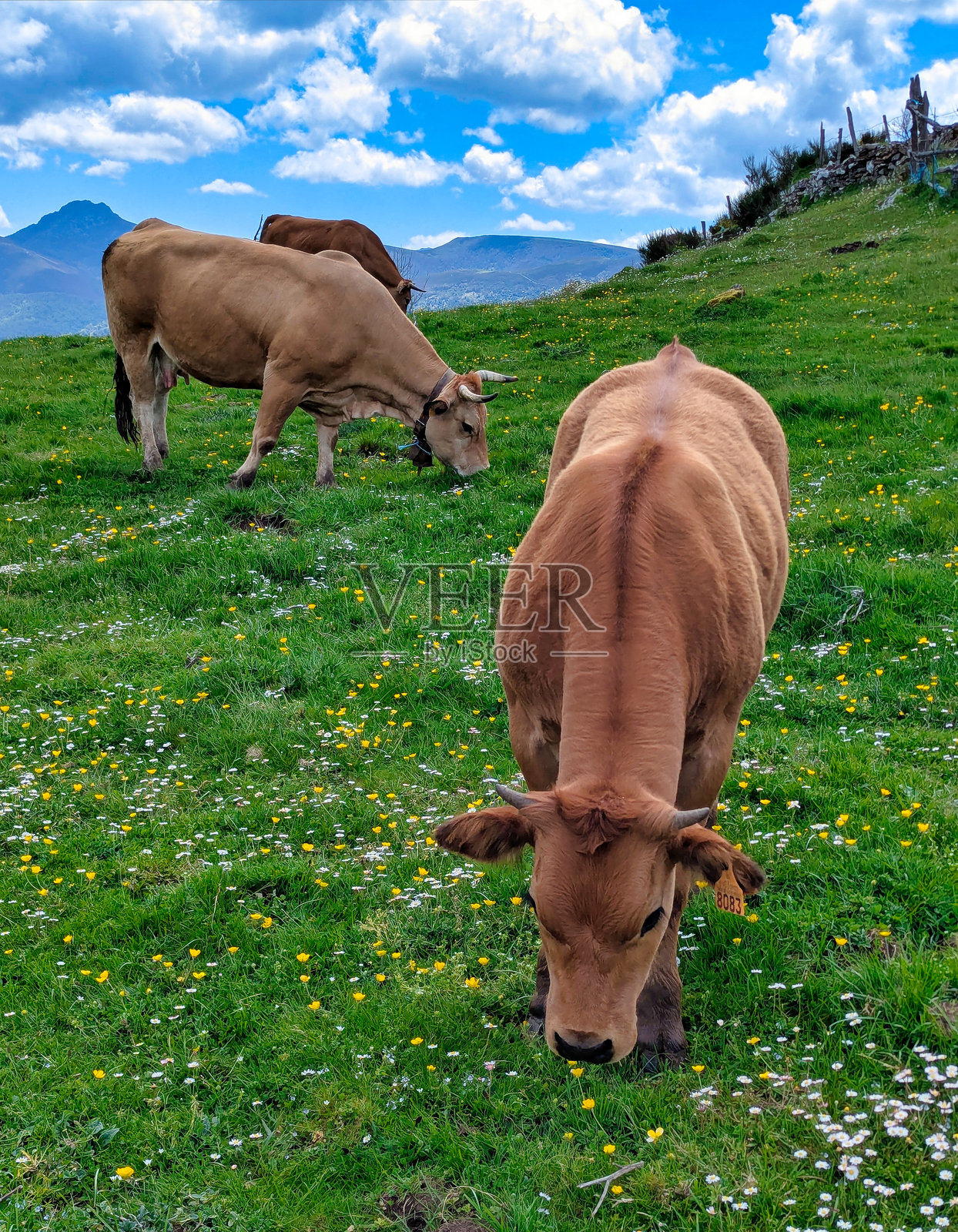 阿斯图里亚斯山谷的牛犊和母牛，位于西班牙阿斯图里亚斯省特韦尔加市塔哈村附近的库埃罗草地。照片摄影图片
