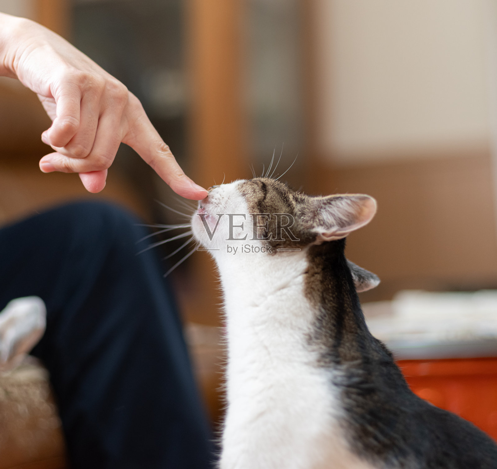 主人抚摸一只可爱的猫咪照片摄影图片