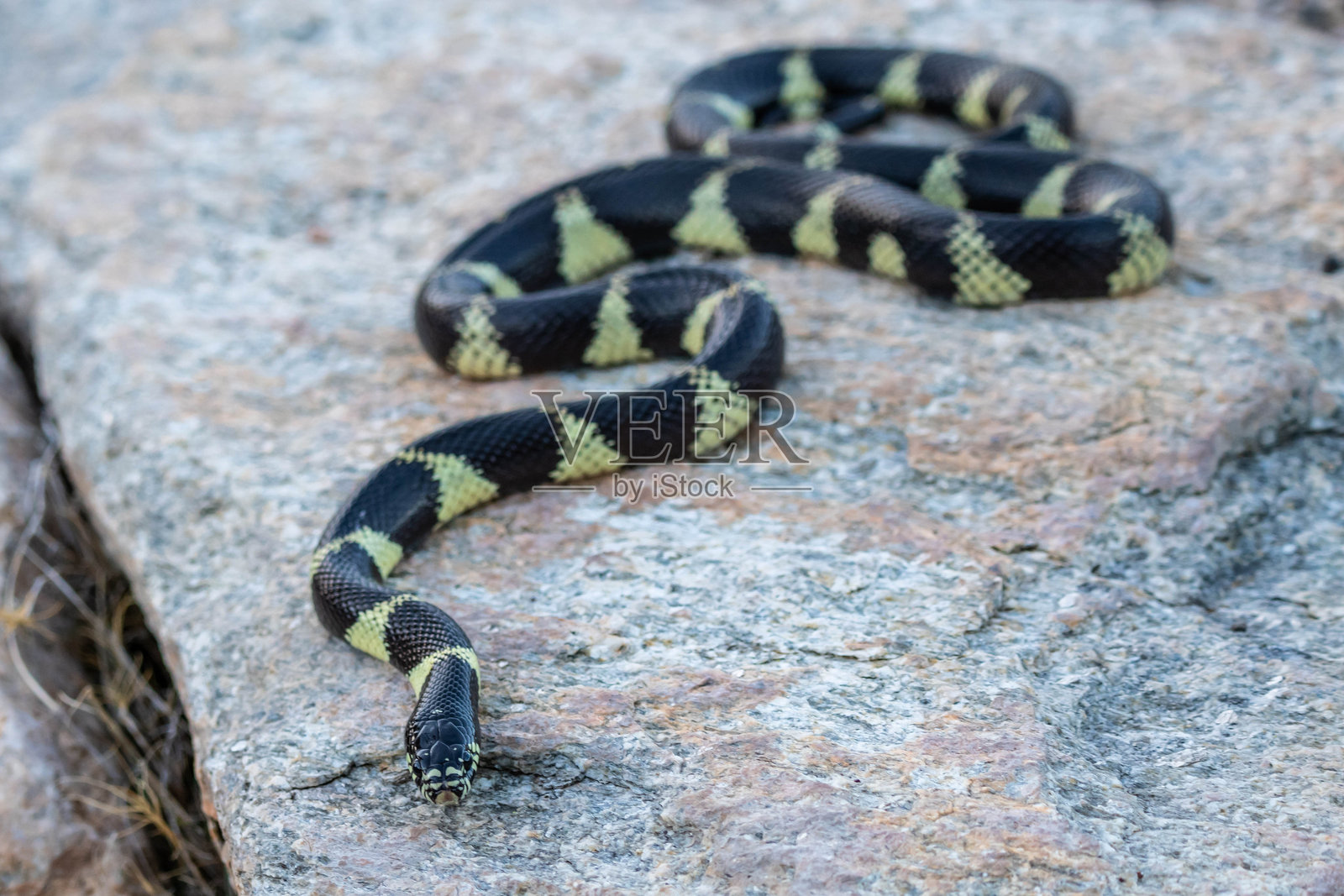 在亚利桑那州图森市的一条加州国王蛇照片摄影图片