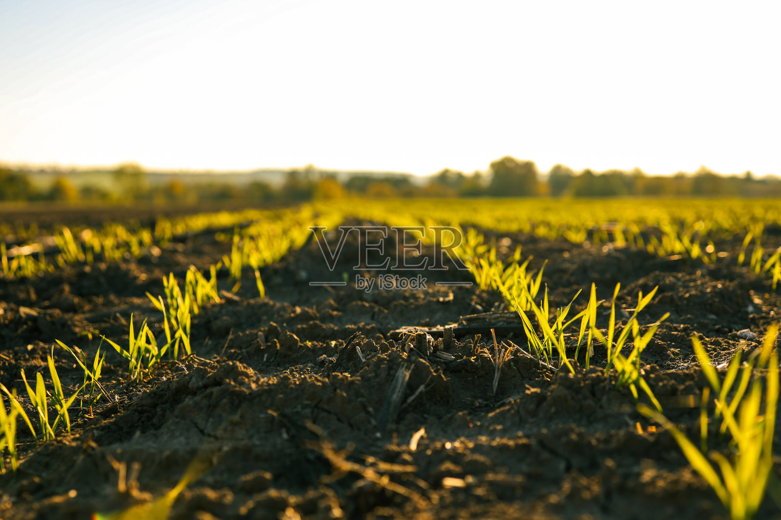 日落时分的大豆田。田里长着小大豆芽。农业风景。照片摄影图片