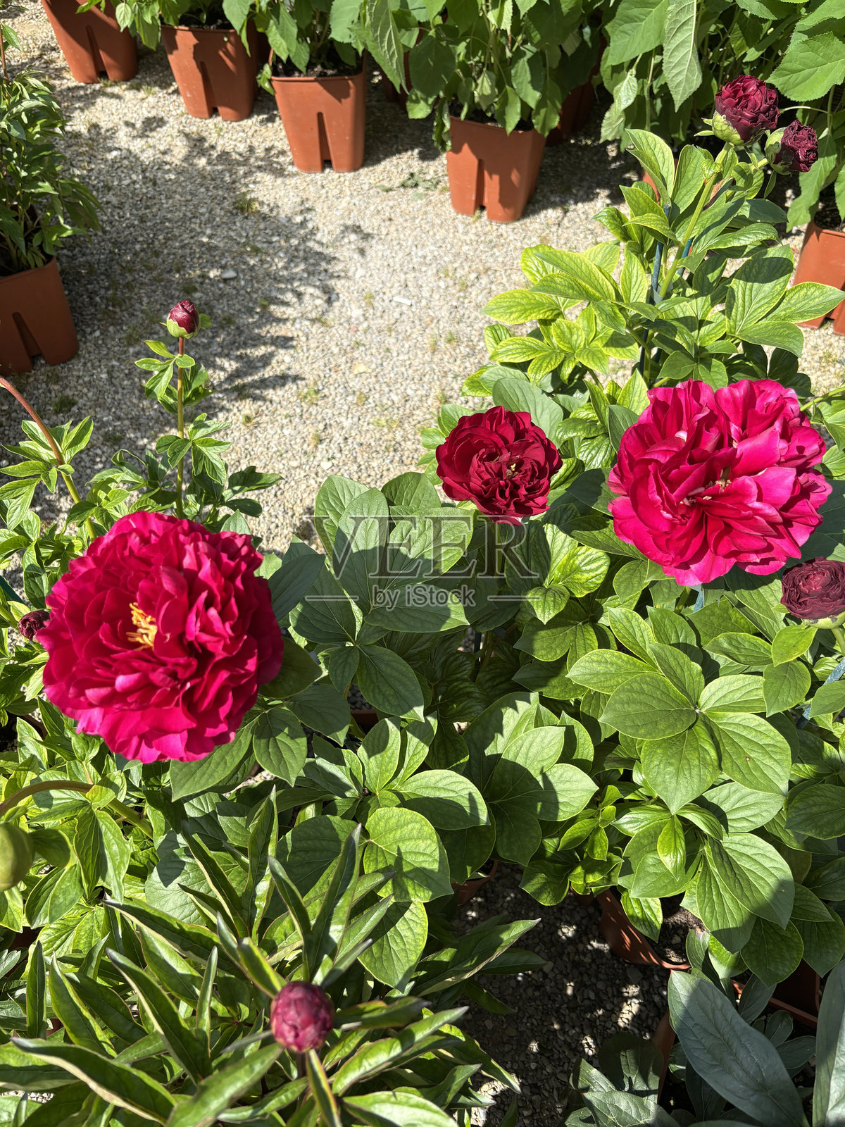 牡丹花。照片摄影图片