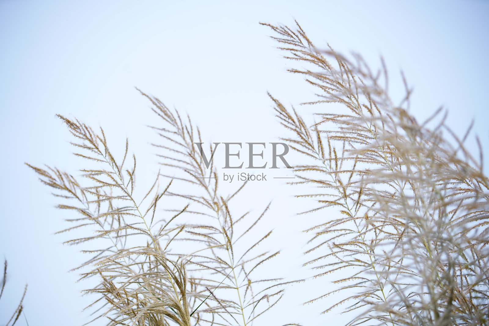 细腻的草茎在宁静的日子里向蓝天伸展照片摄影图片