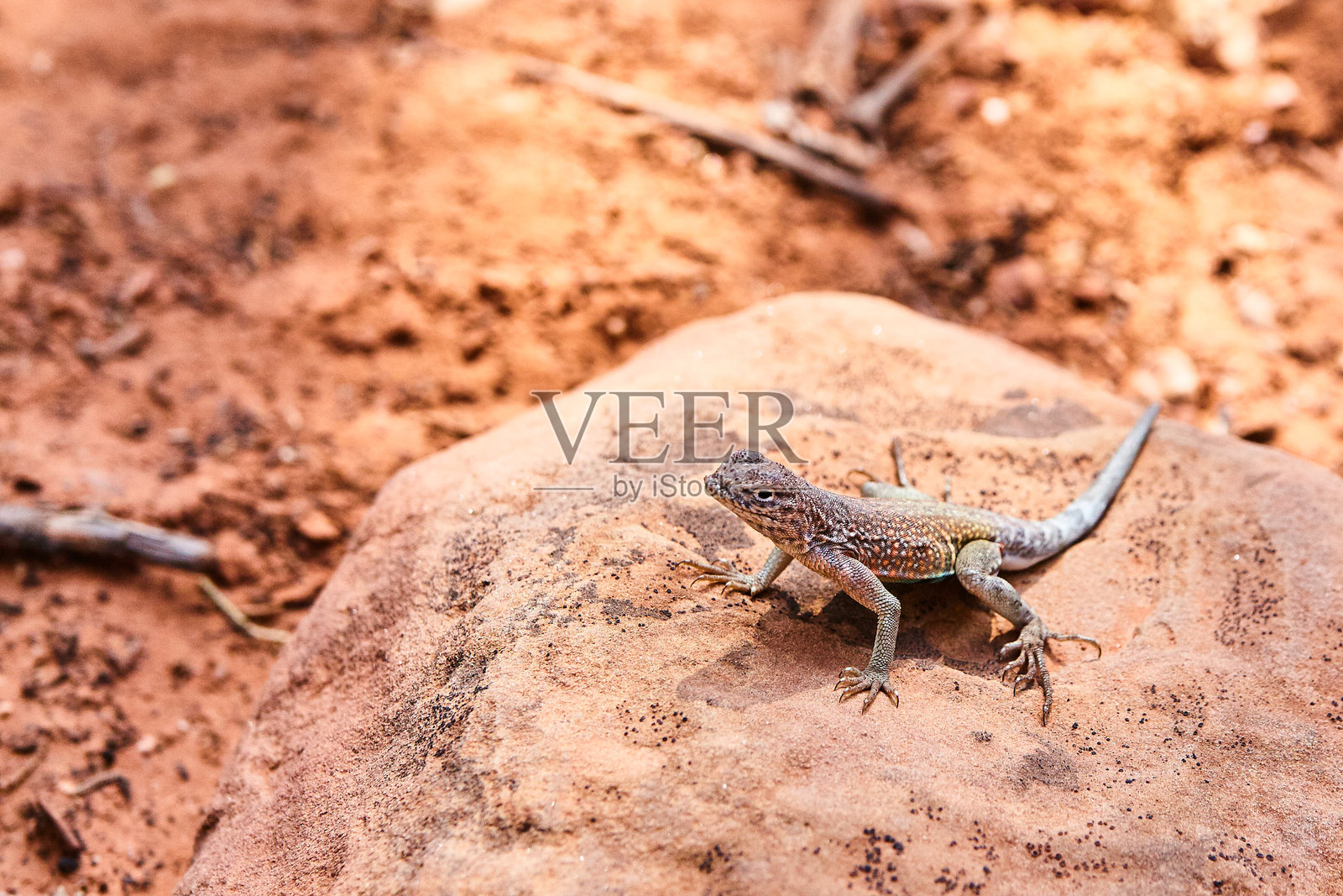 沙漠栖息地中的迷彩蜥蜴与塞多纳岩石照片摄影图片