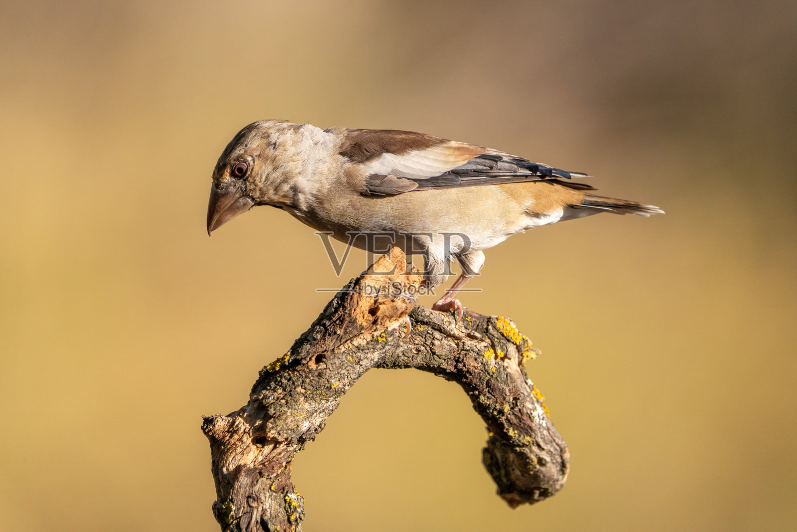 在西班牙拍摄的普通粗嘴鸟（Coccothraustes coccothraustes）照片摄影图片