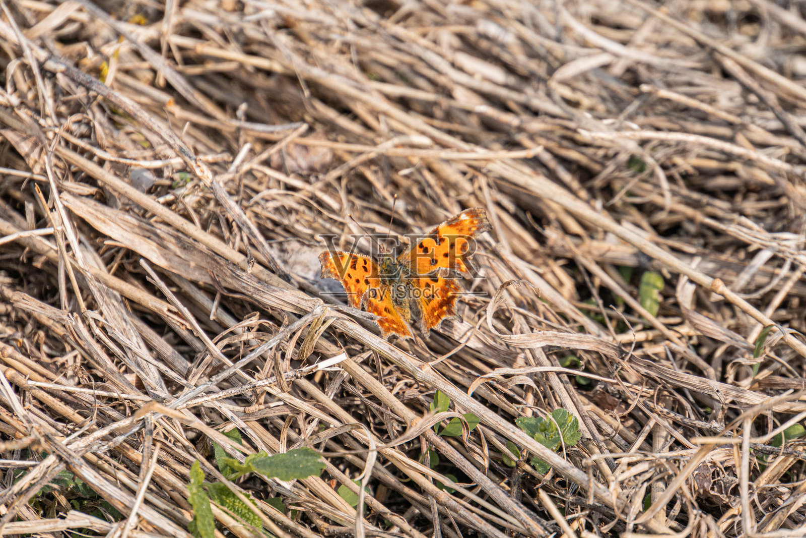宁静的户外场景，两只鲜艳的橙色和黑色鸟儿栖息在干枯的草丛或植物上，自然背景暗示着多样的栖息地，没有文字、人类存在或人造物品，阴天。照片摄影图片
