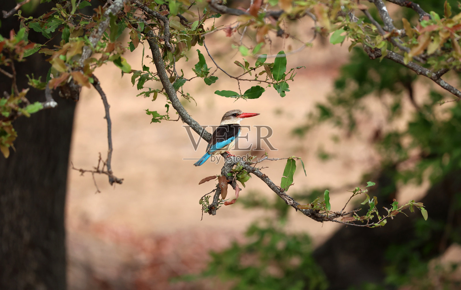 棕头翠鸟照片摄影图片