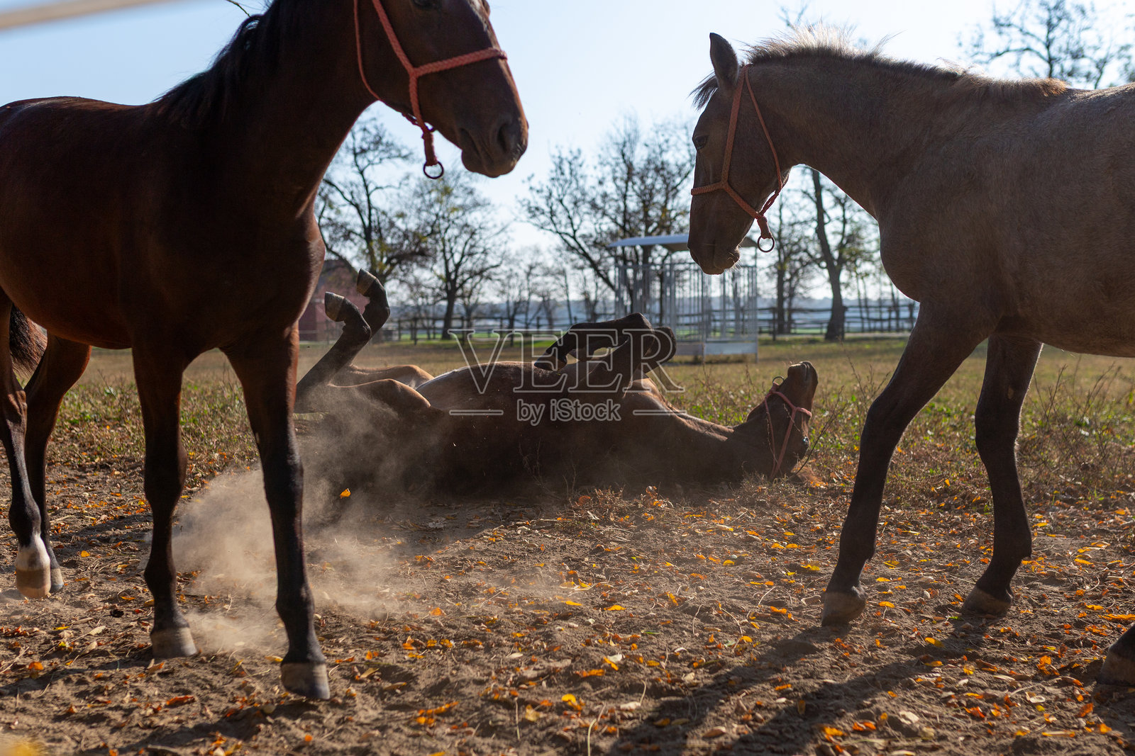 马在田野里打滚尘土照片摄影图片
