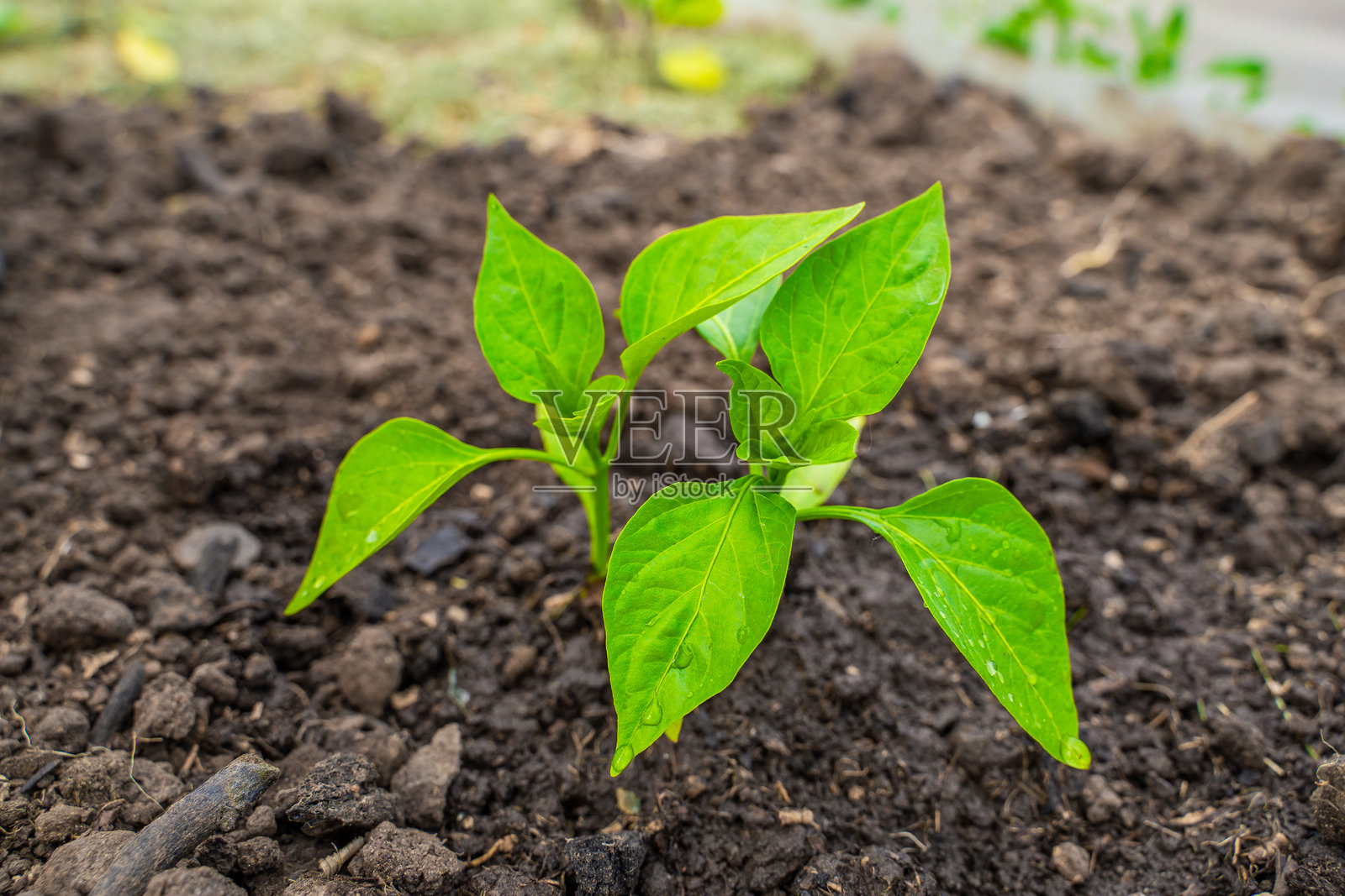 浇水后，甜椒幼苗叶子上的水滴特写照片摄影图片