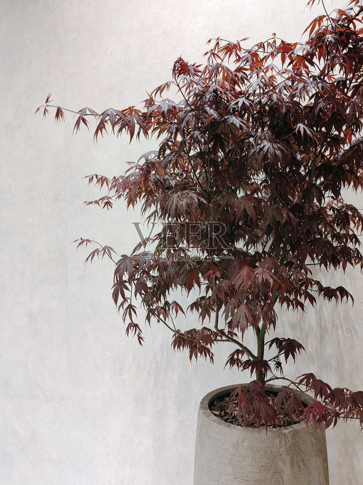 秋季装饰，红色枫叶。秋天，秋季装饰照片摄影图片