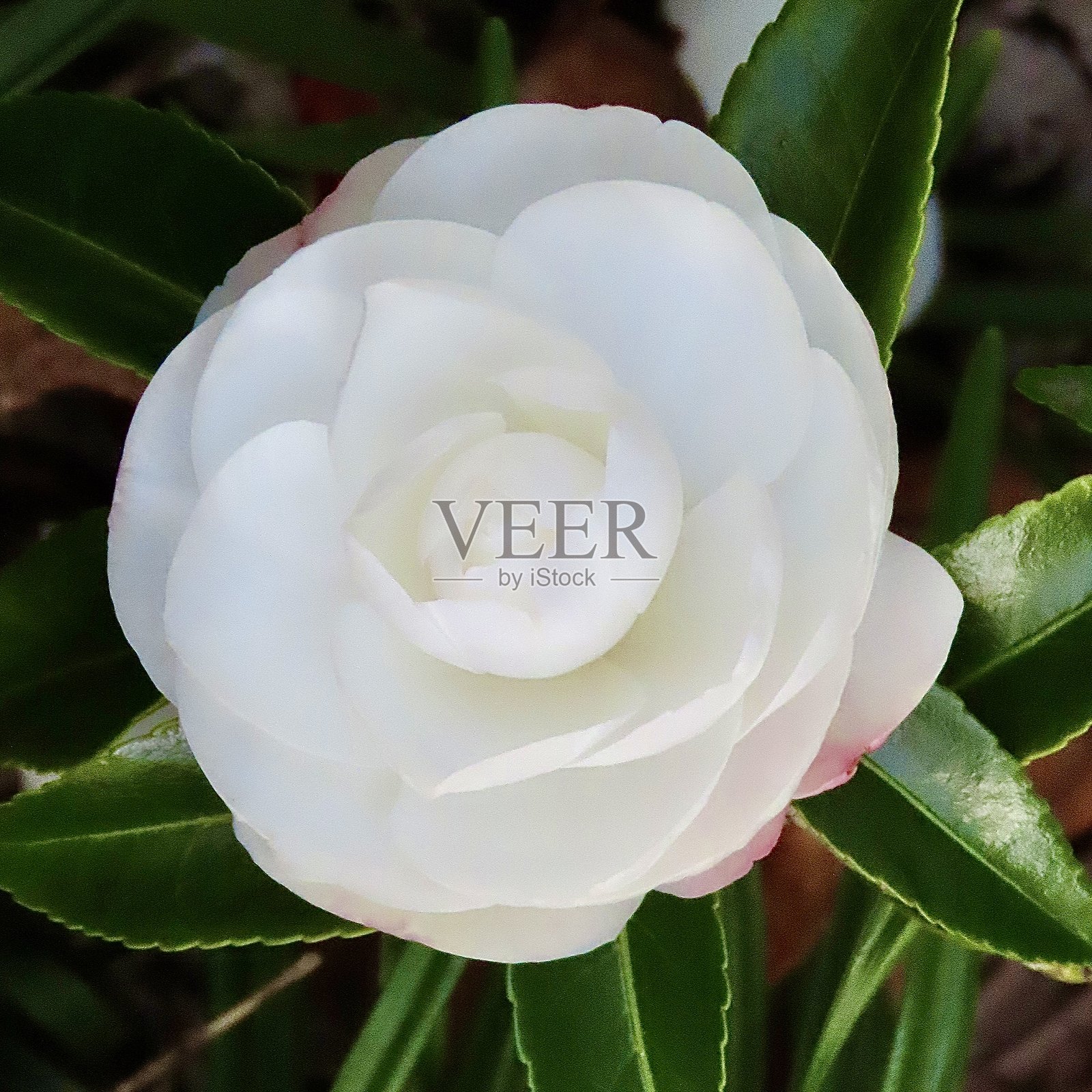 奥克兰花园中的白色山茶花特写照片摄影图片