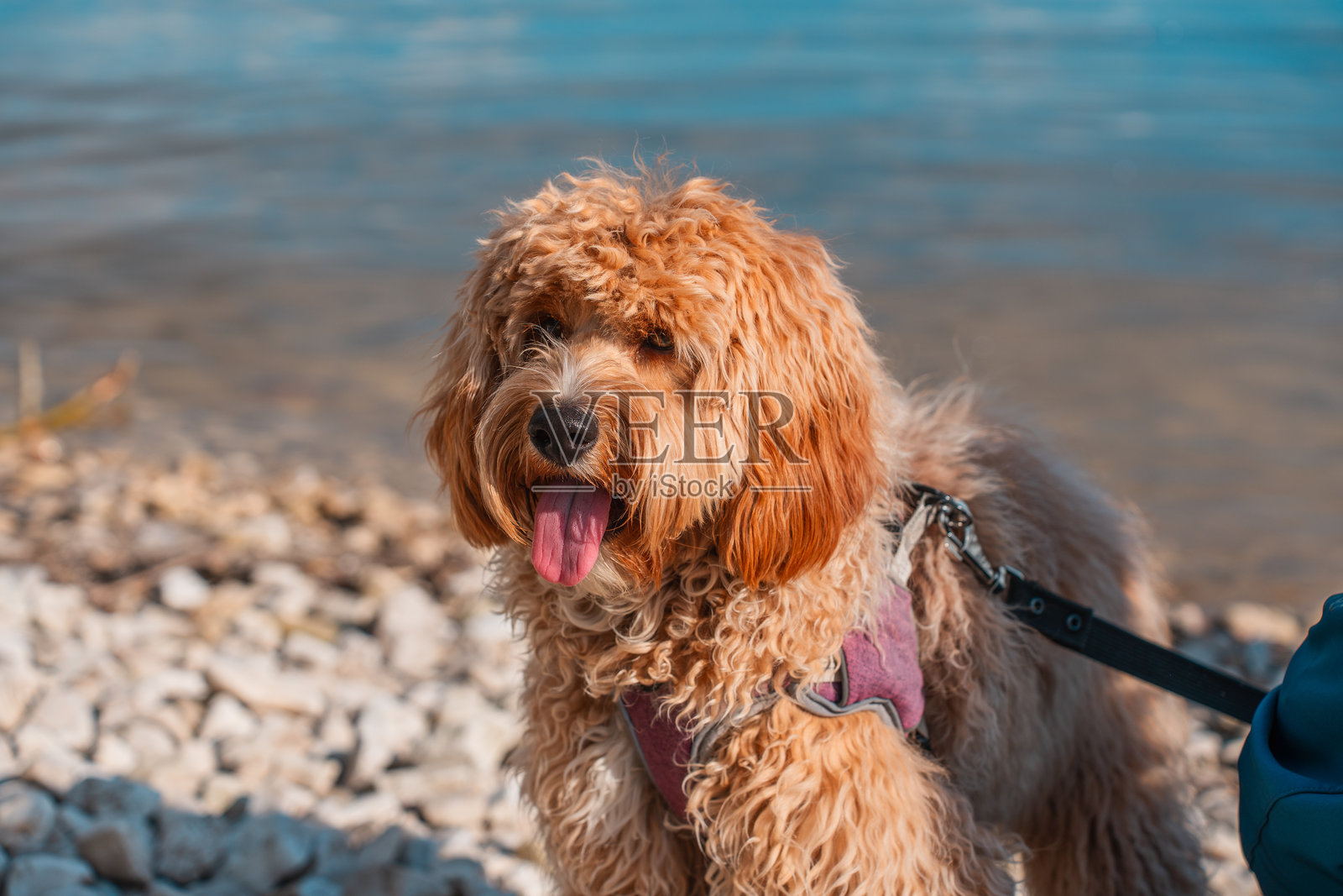 夏天在河边散步的卷毛棕色拉布拉多贵宾犬或卡瓦普犬照片摄影图片
