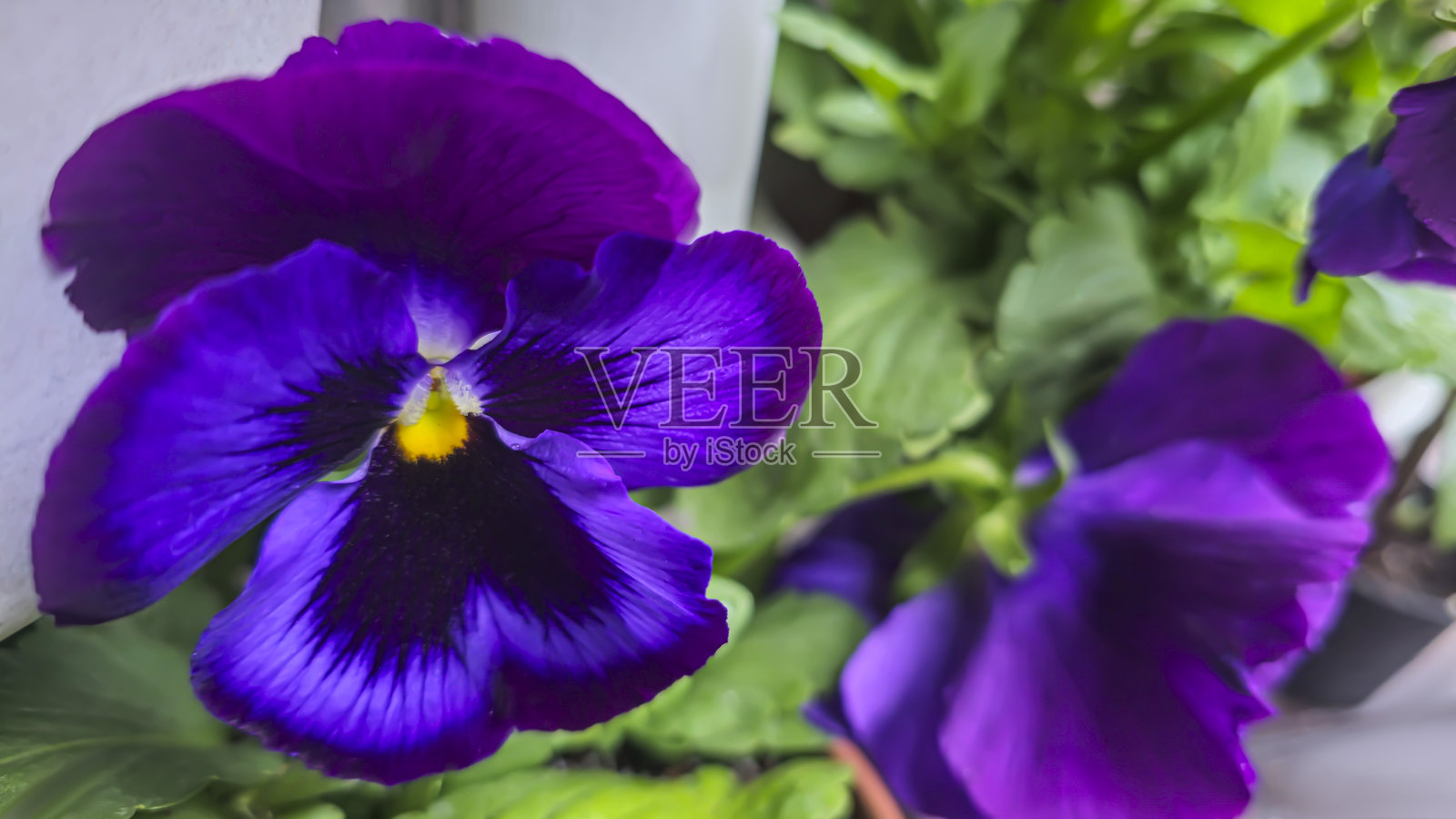 庭院中房屋附近的三色堇或盆栽堇菜。景观设计，照片摄影图片