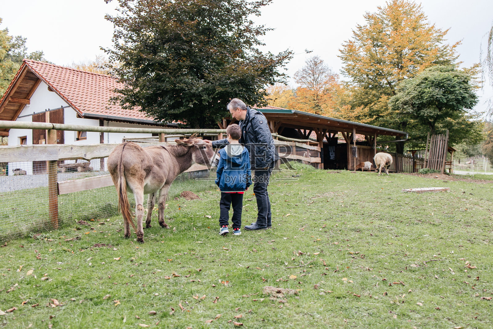 一位父亲和他的孩子们在抚摸一只小驴。照片摄影图片