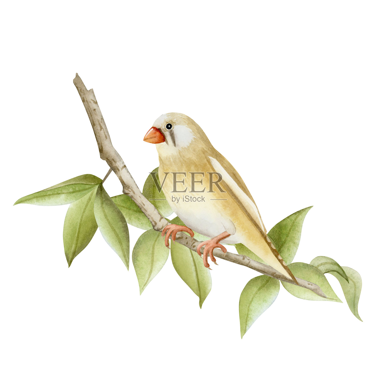 坐在树枝上的斑马雀，周围有叶子的水彩插图，背景为白色。逼真的花园鸟类剪贴画，色调为米色、棕色和绿色，适用于园艺设计。澳大利亚小型鸣禽的绘画。插画图片素材