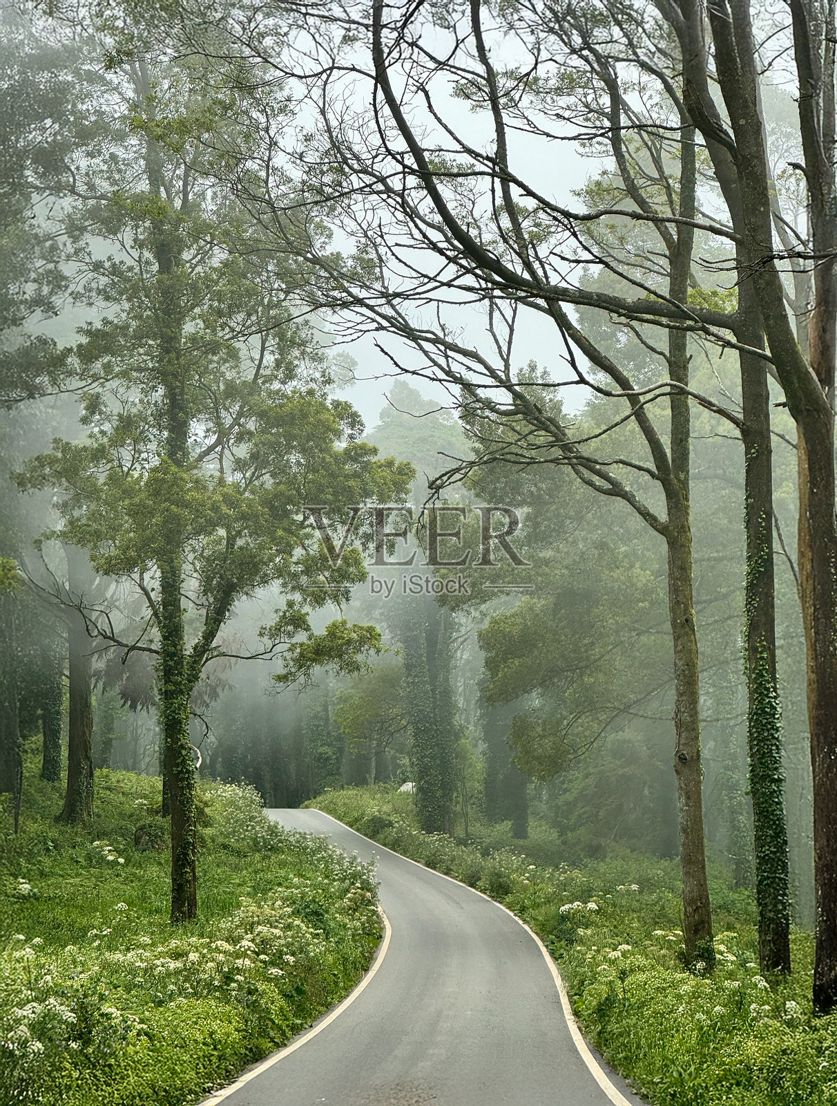 葡萄牙雾气弥漫的森林道路与高大的树木照片摄影图片