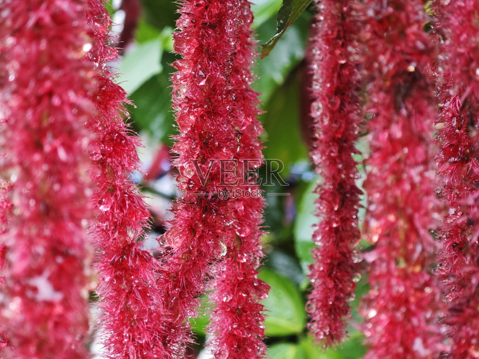 红松鼠尾巴 - 泰国森林中的野生动物特写细节照片摄影图片
