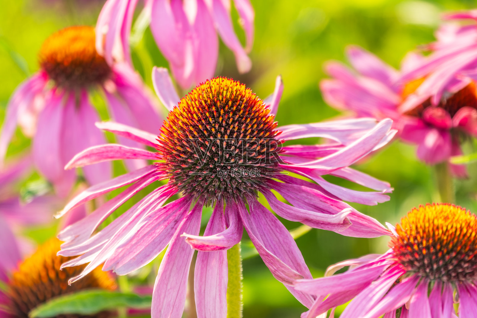 草本紫锥花。花园中的草本紫锥花或锥花。照片摄影图片
