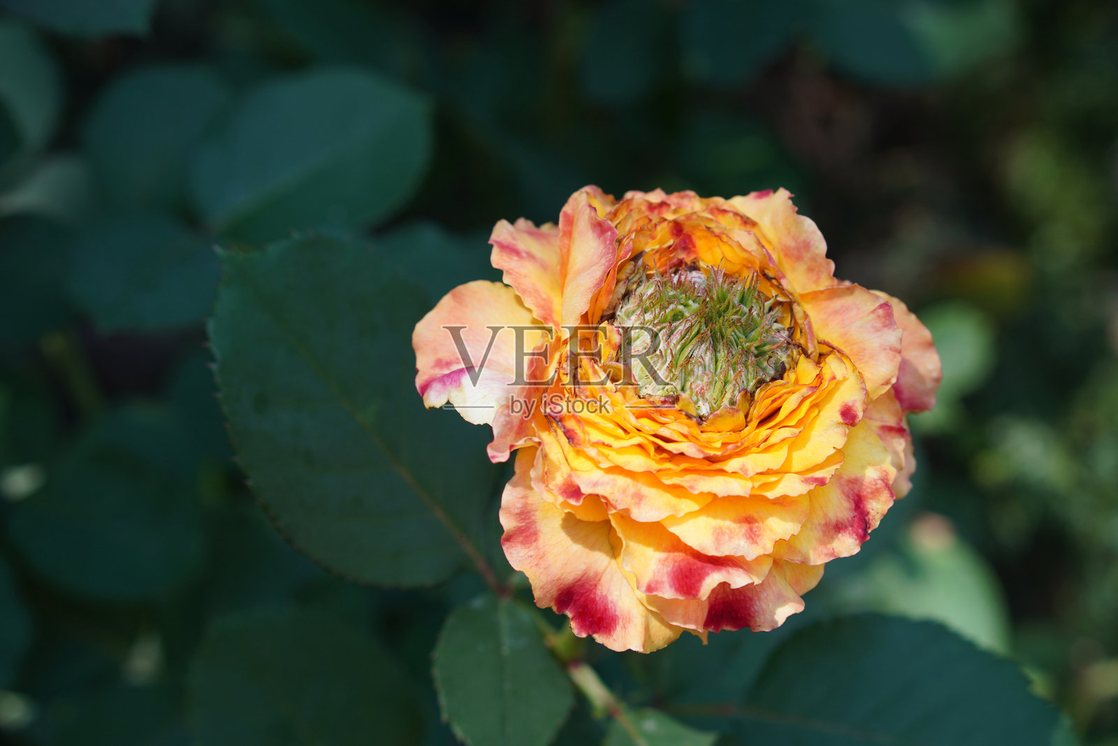 从上方俯视的黄色、橙色和粉色玫瑰花，以及红色和绿色的叶子在玫瑰枝上，模糊的绿色自然背景，自然，爱情，情人节，佛陀，留白空间照片摄影图片