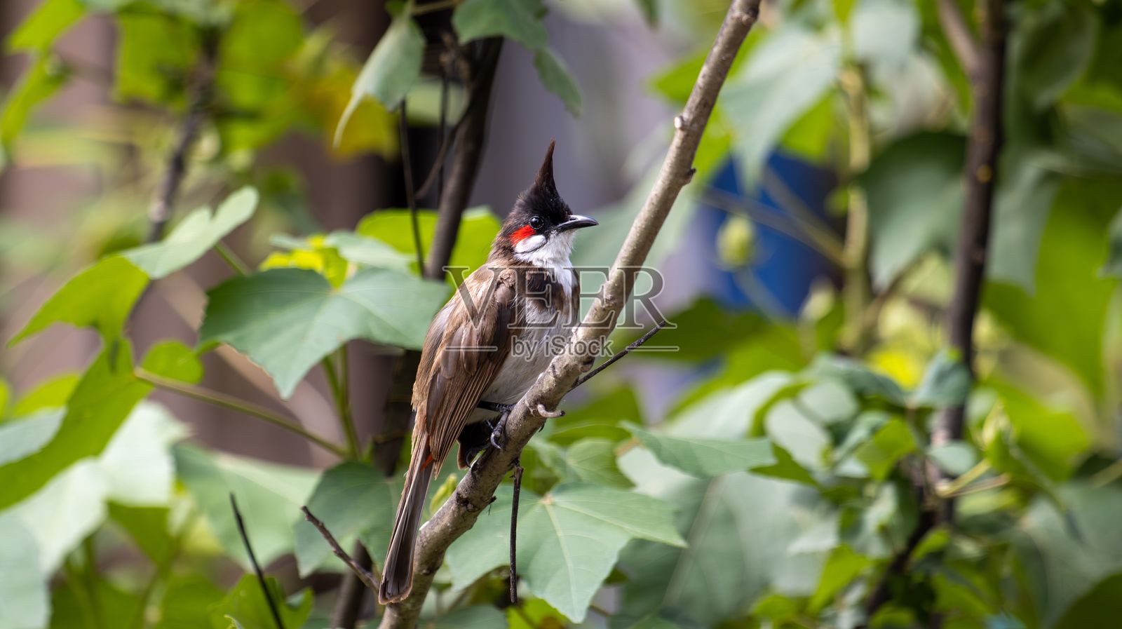 红耳鹎栖息在树枝上照片摄影图片
