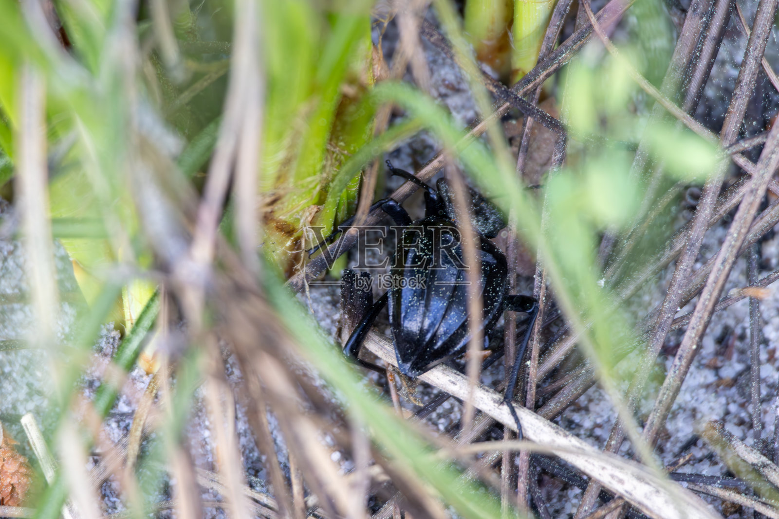 黑色甲虫在草地和土壤中爬行照片摄影图片
