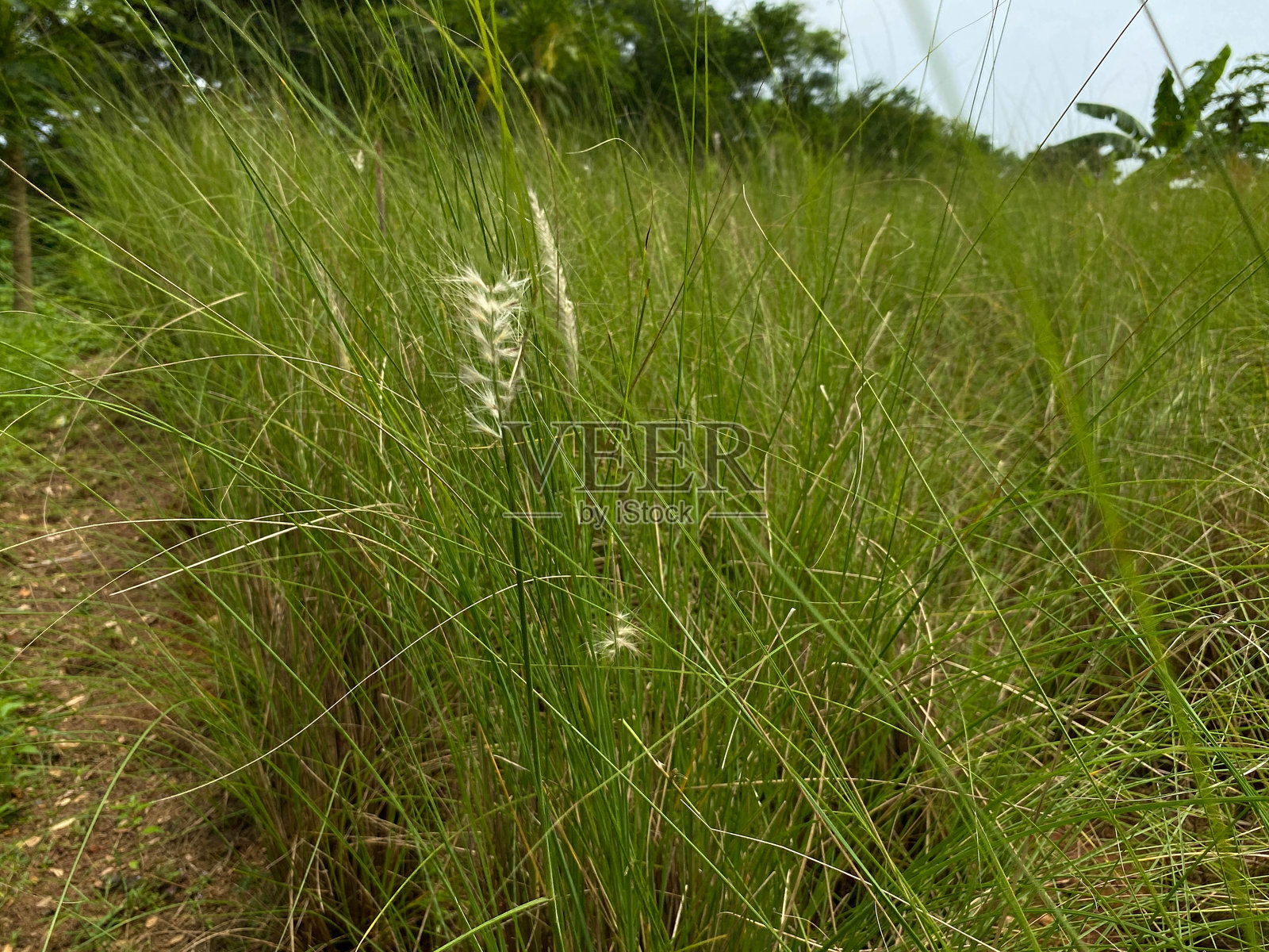 新生的高草在棕色土壤上生长照片摄影图片