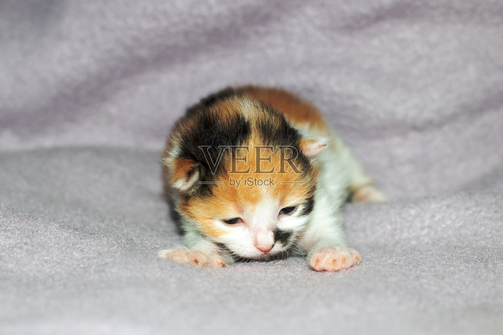 一只花猫小猫安静地躺在温暖的毯子上，眼睛轻轻闭着。照片摄影图片