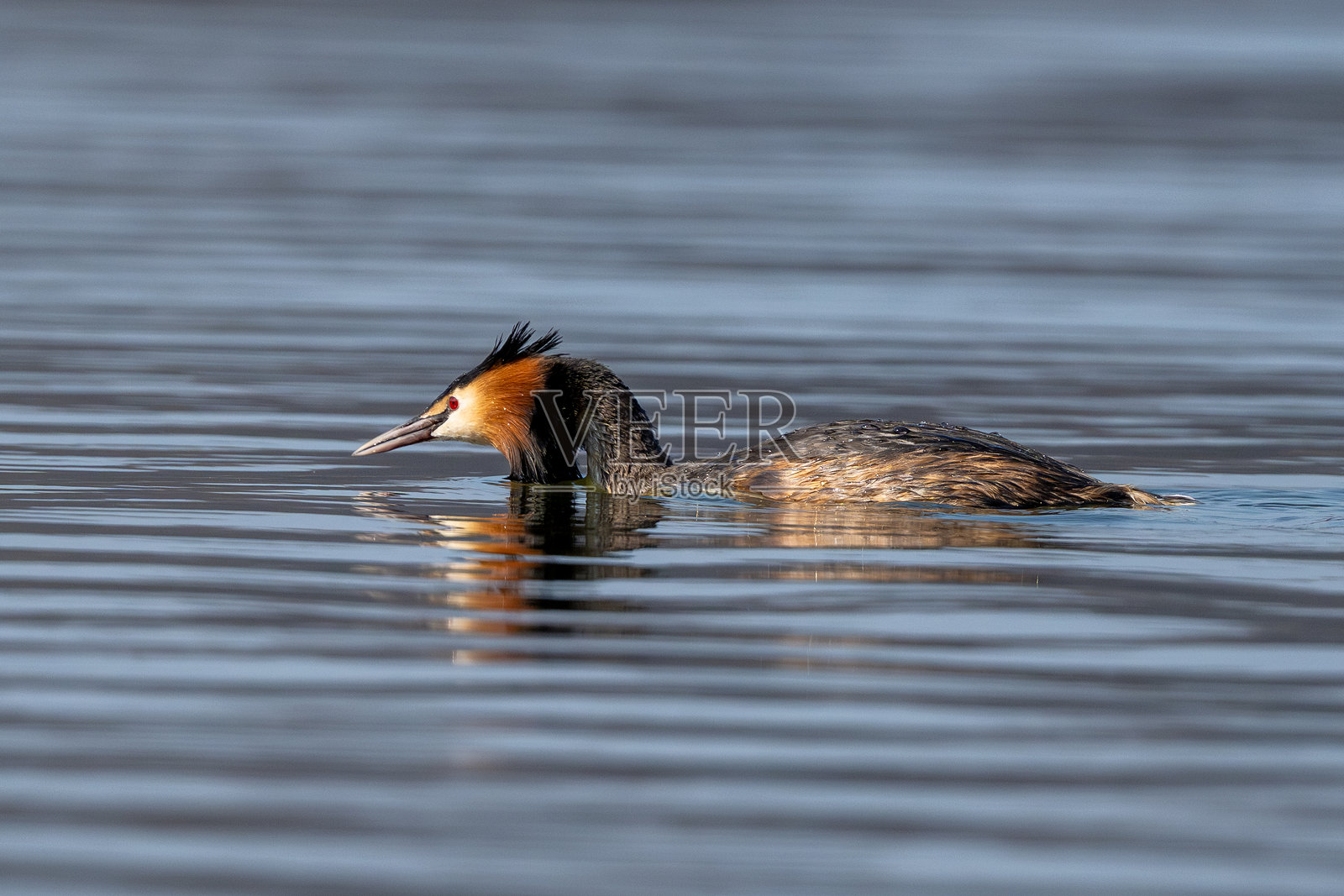 大冠鸊鷉寻找食物的鸟照片摄影图片