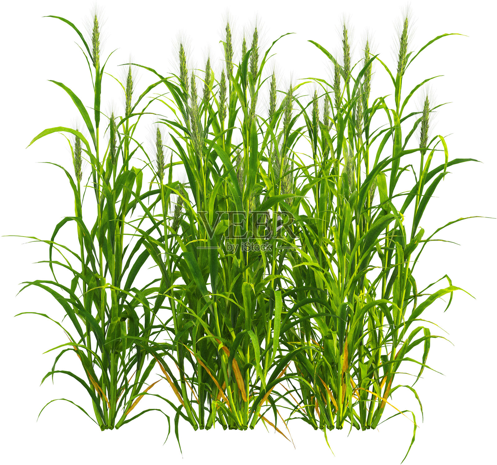 大麦植物的侧面视图照片摄影图片