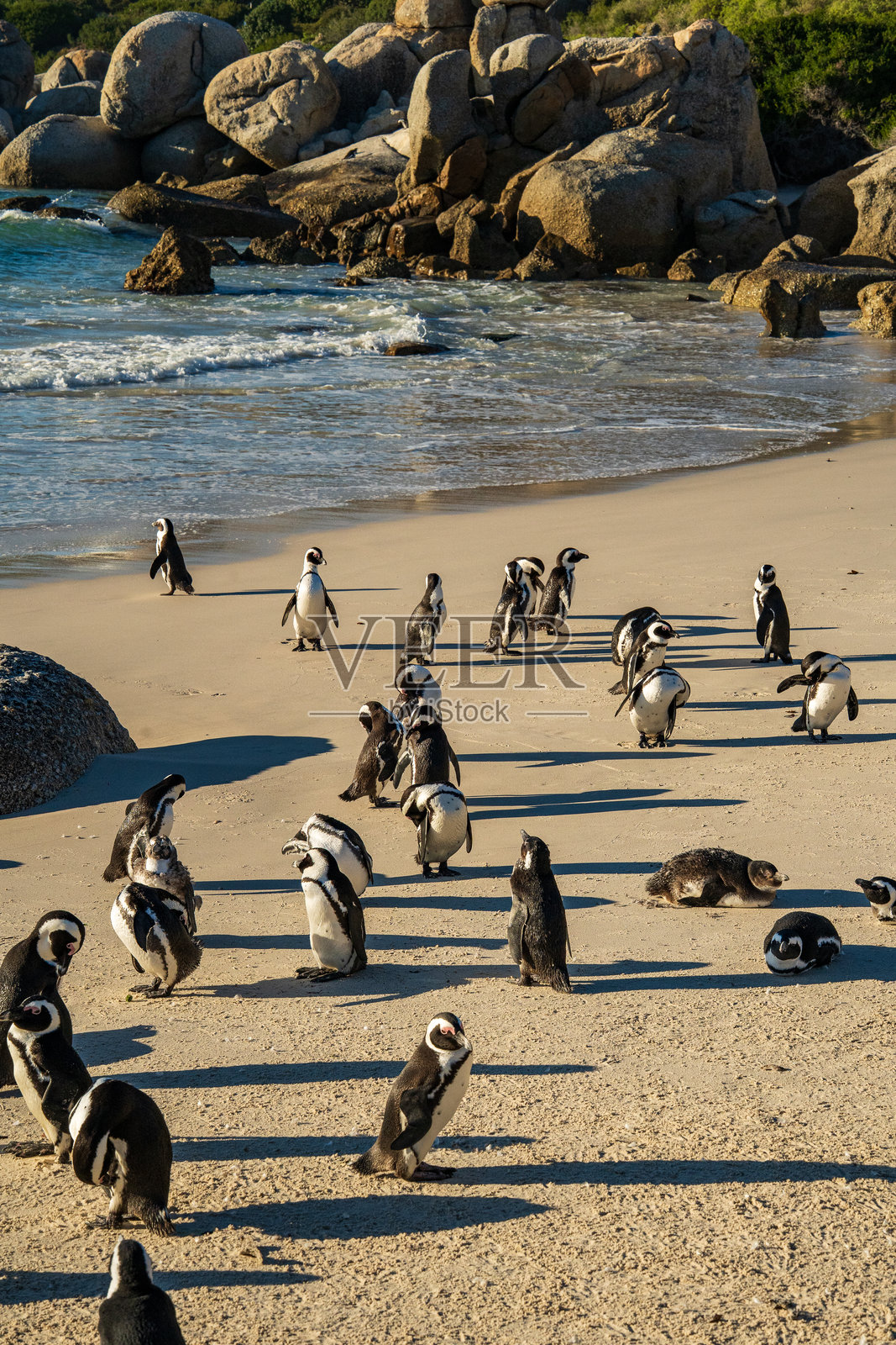黎明时分，南非开普敦的石头海滩上的企鹅。照片摄影图片