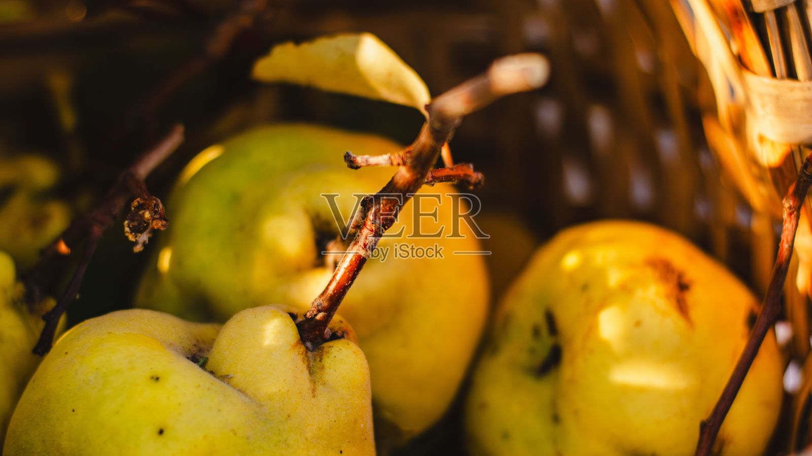新鲜梨的特写镜头照片摄影图片
