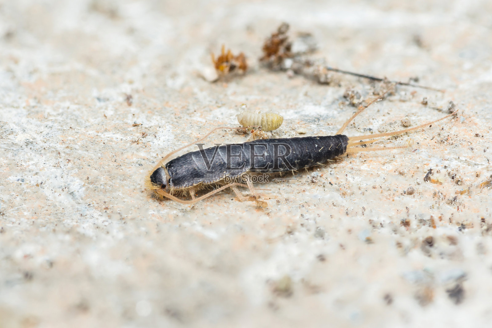 银鱼在地面上爬行的特写镜头照片摄影图片