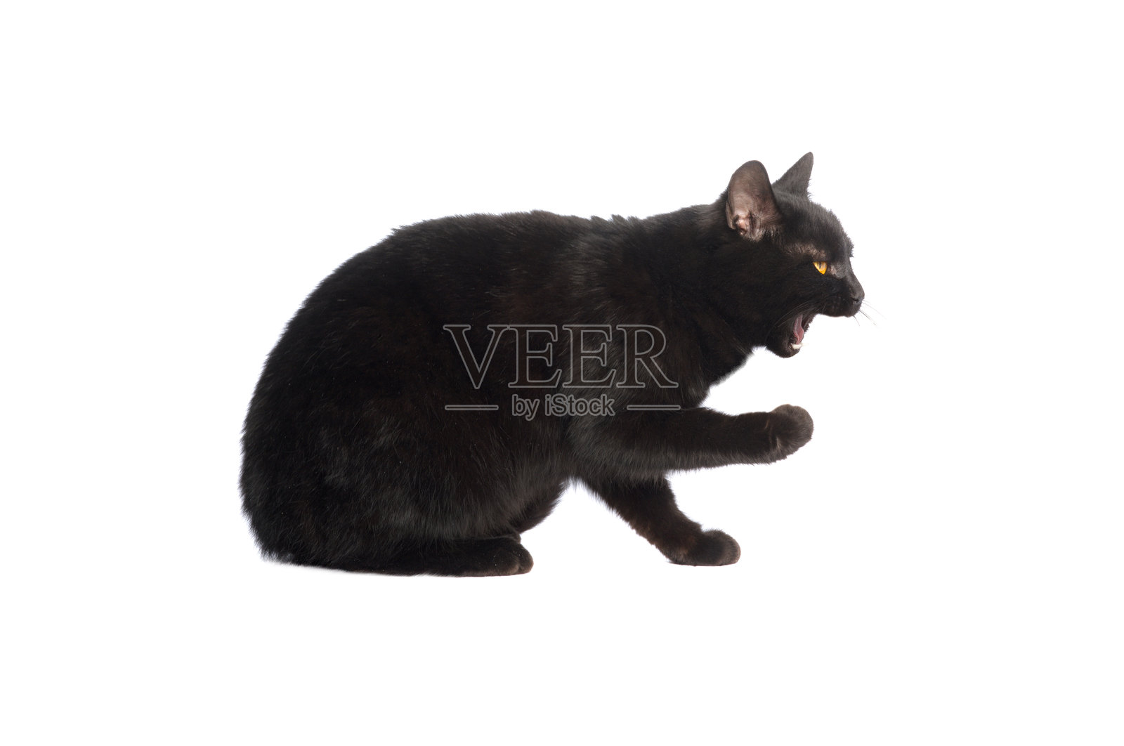 不满的黑猫孤立在白色背景上照片摄影图片