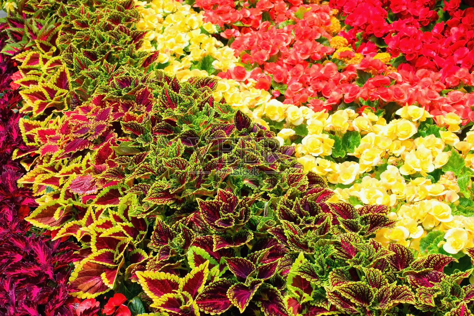 彩叶草是一种具有装饰性叶子的开花植物。彩叶草（Coleus scutellarioides）也被称为彩绘荨麻。照片摄影图片