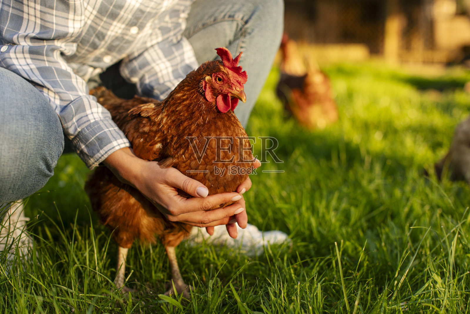 一位无法辨认的农妇在有机农场的草地上跪着，手中抱着一只棕色的鸡，特写镜头。照片摄影图片