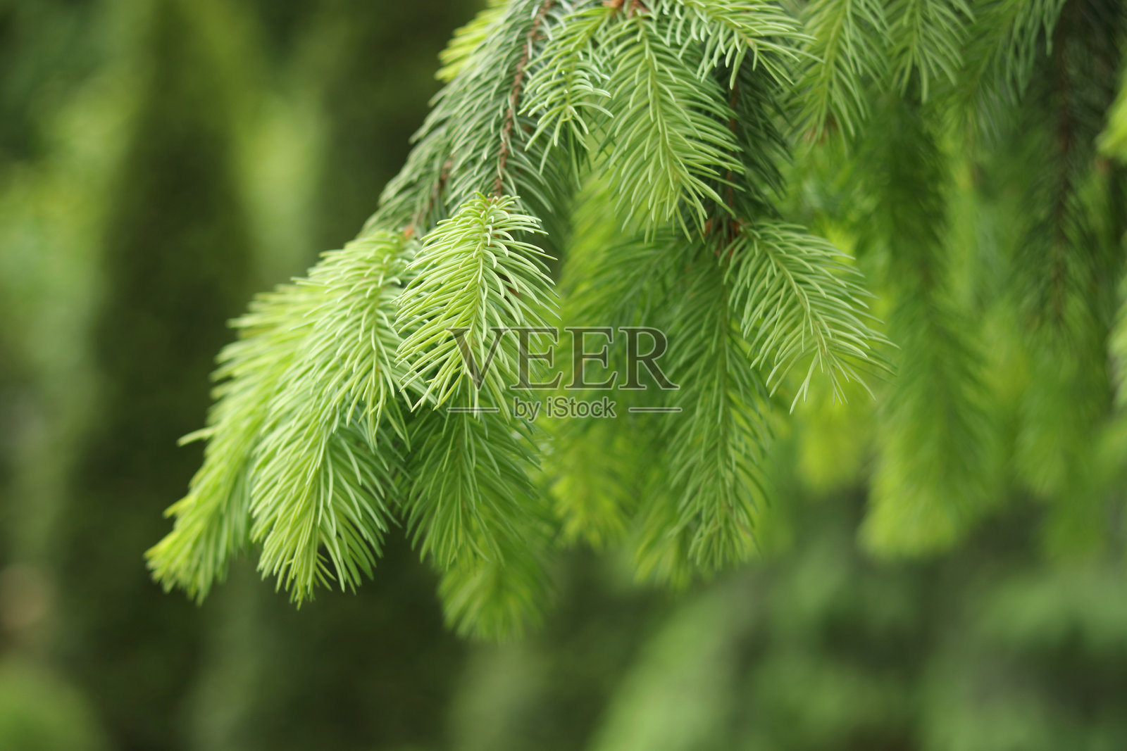 云杉树枝特写照片摄影图片