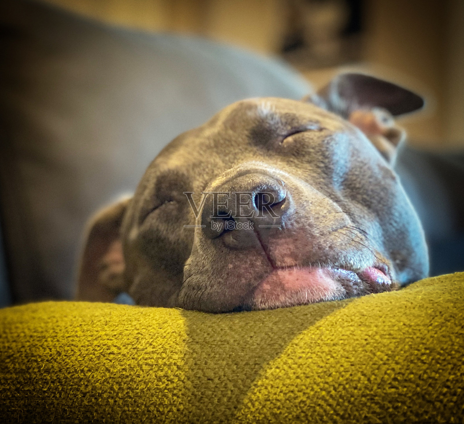 睡觉的斗牛犬照片摄影图片