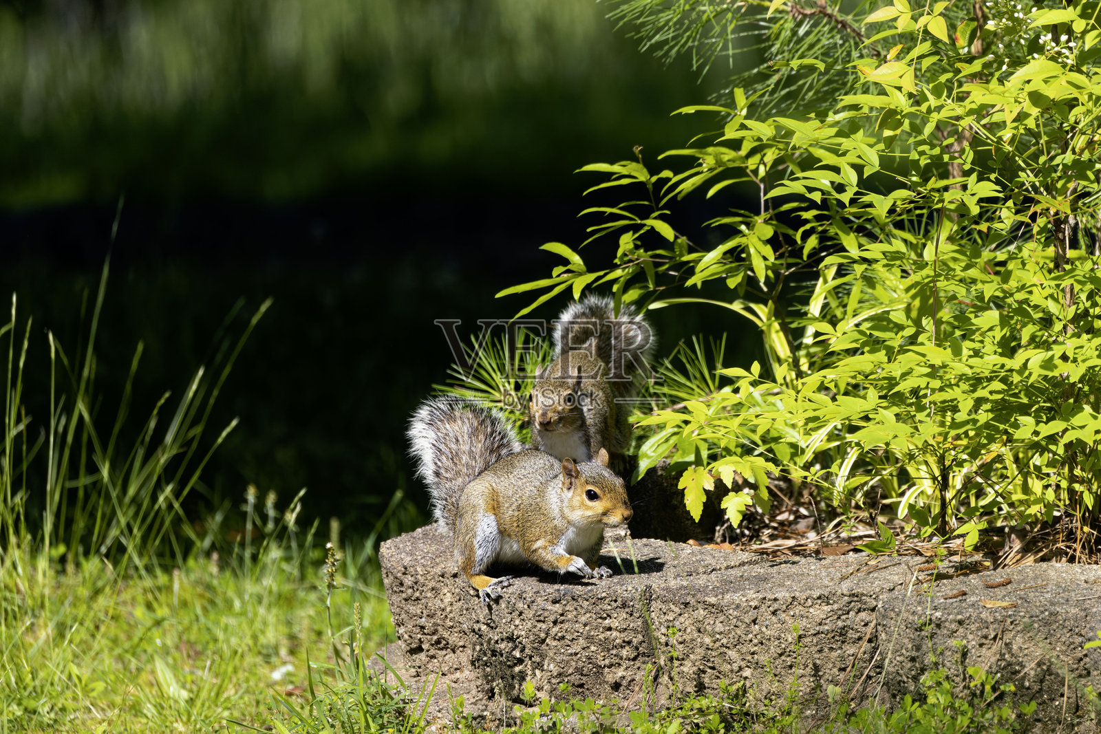 东部灰松鼠 (Sciurus carolinensis)照片摄影图片