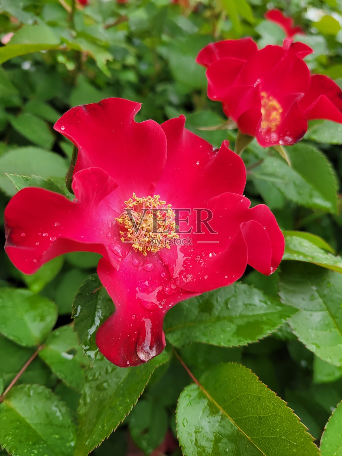 红色照片摄影图片