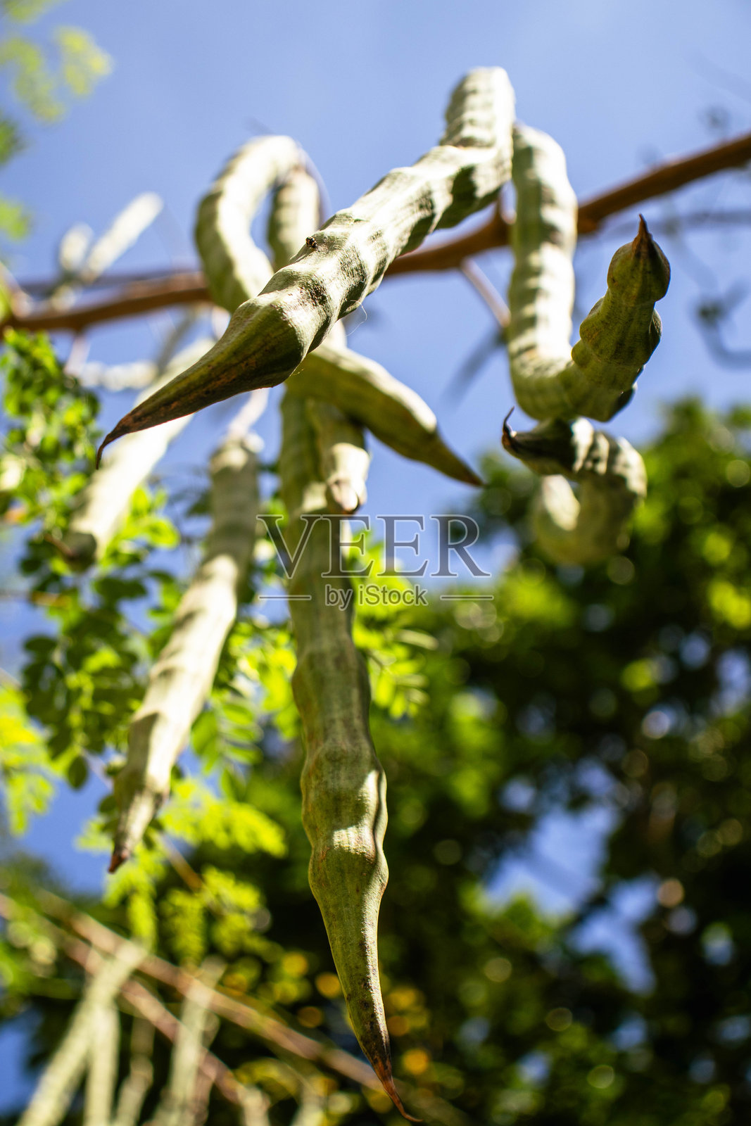 辣木果悬挂在树上照片摄影图片