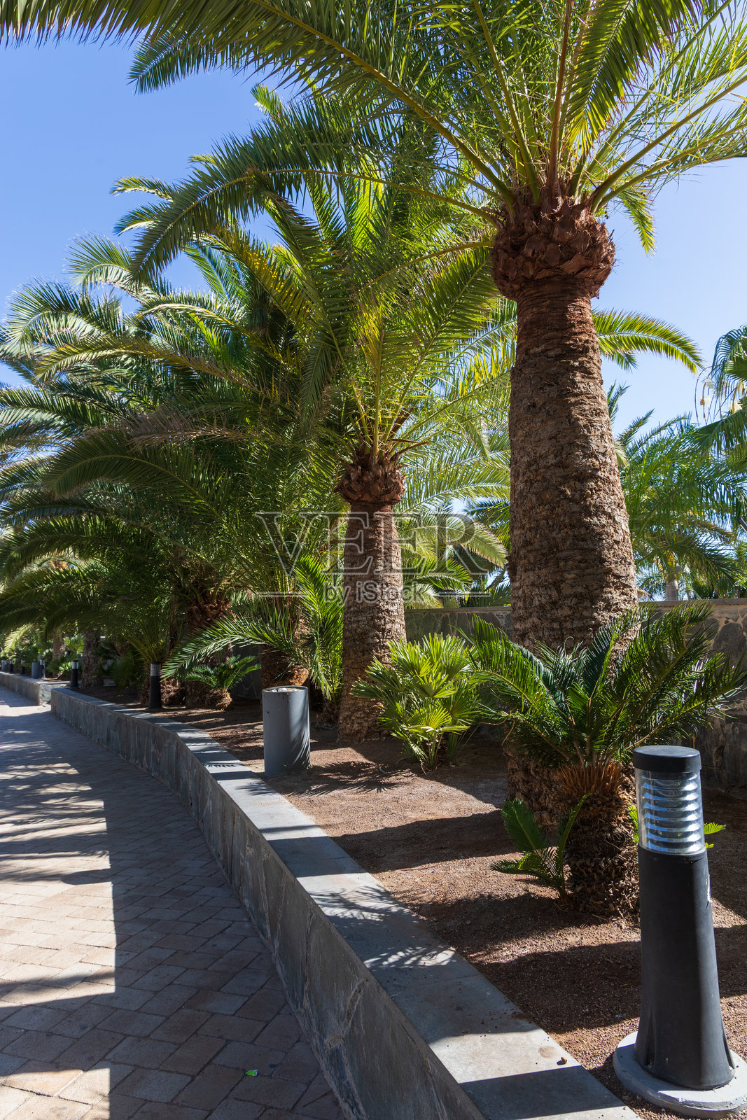 西班牙大加那利岛马斯帕洛马斯沙丘小径旁的棕榈树照片摄影图片