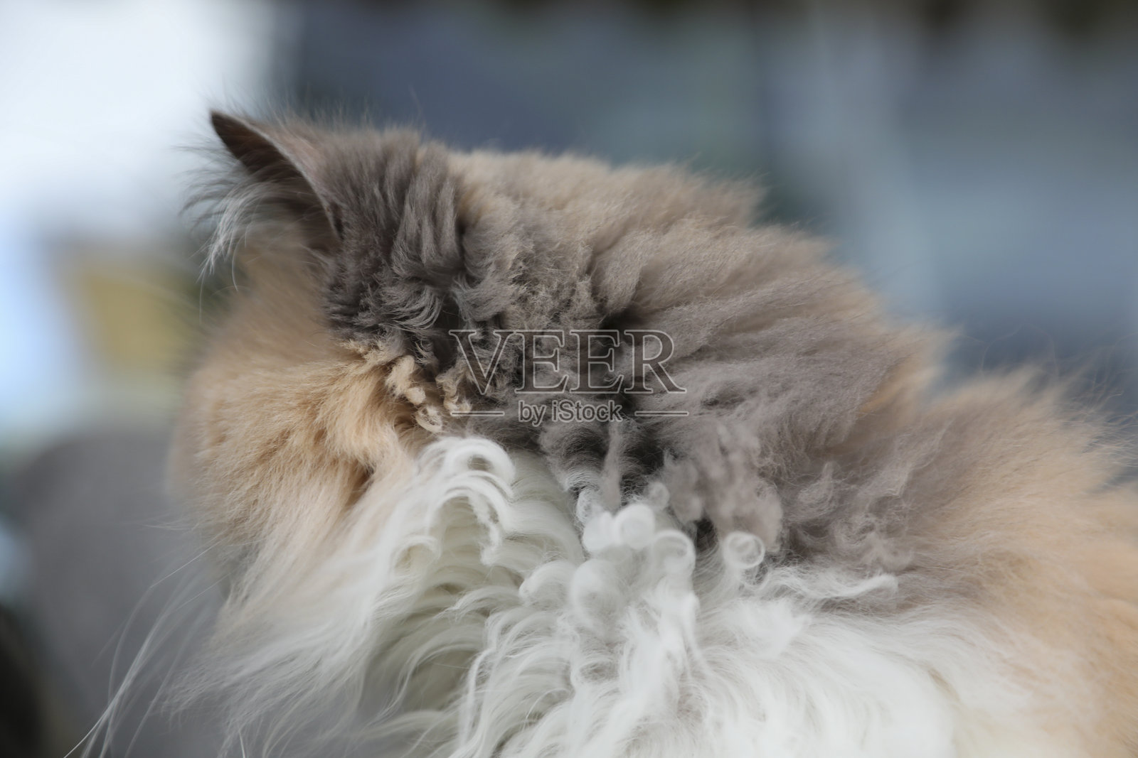 沙发上的猫照片摄影图片